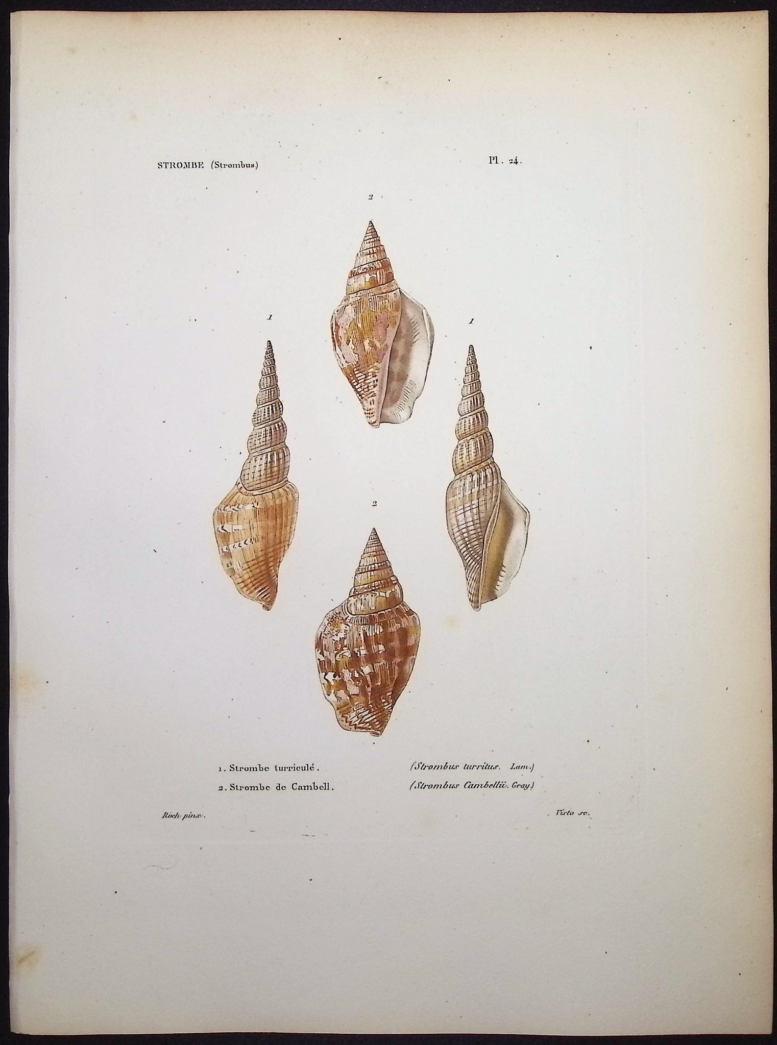 Shells