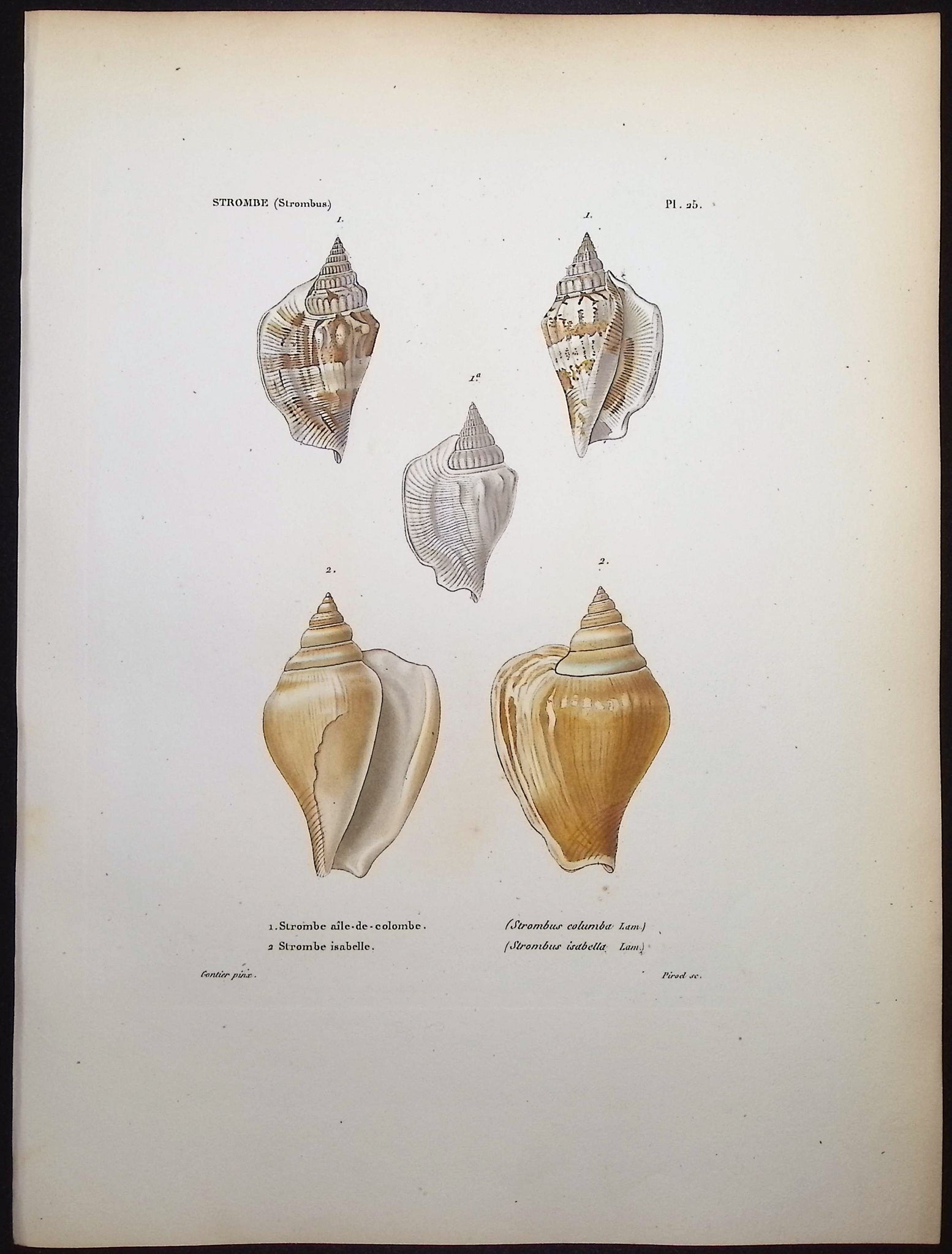 Shells