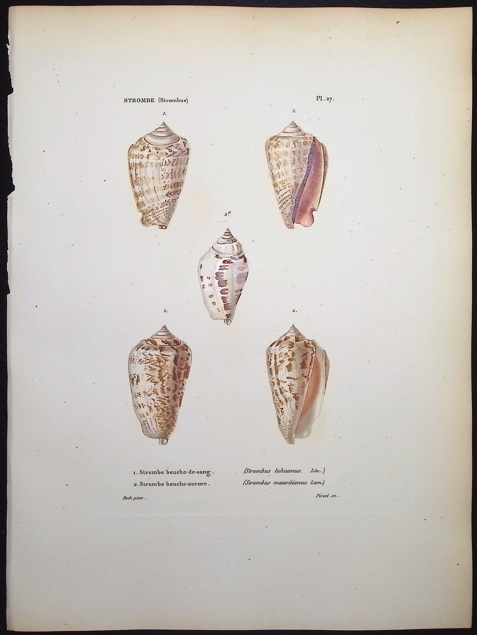 Shells