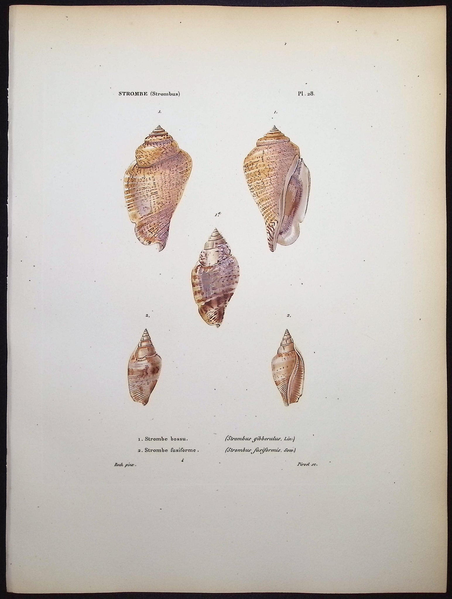 Shells
