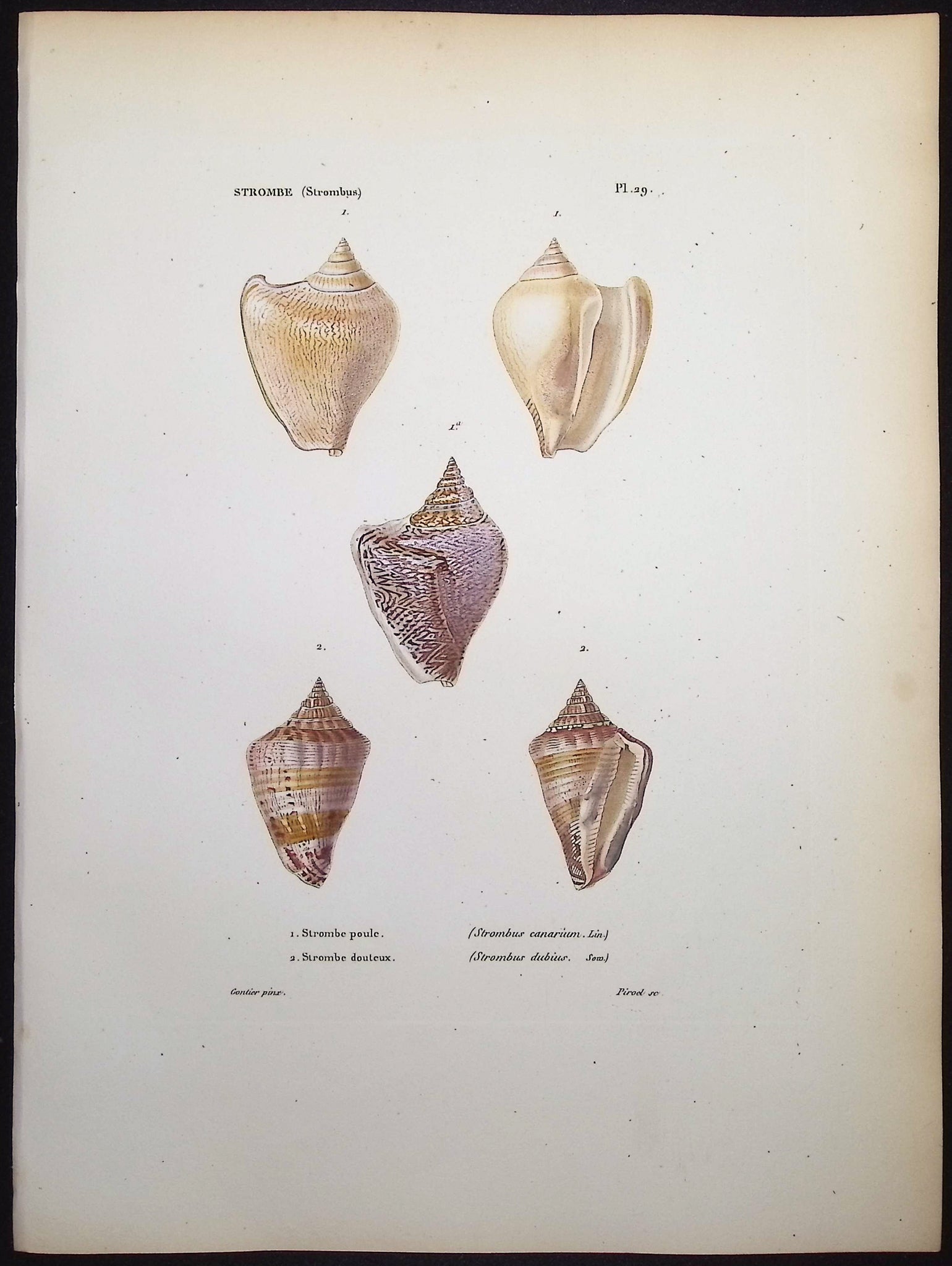 Shells