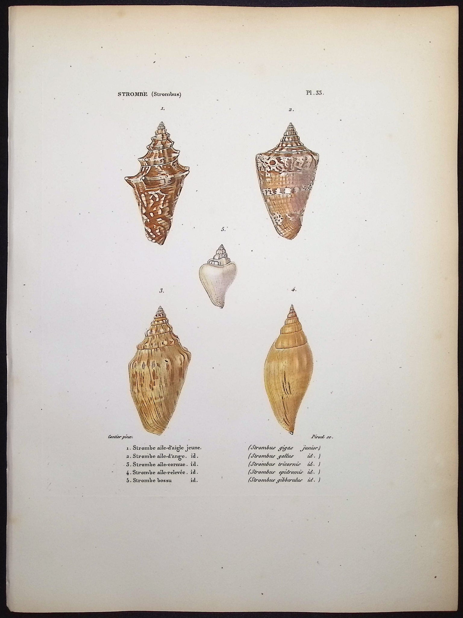 Shells
