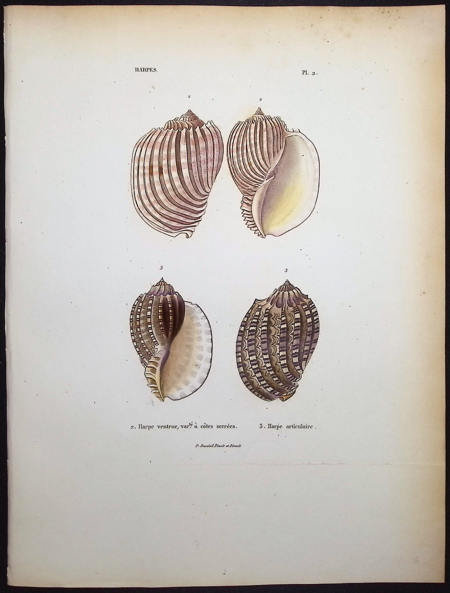 Shells
