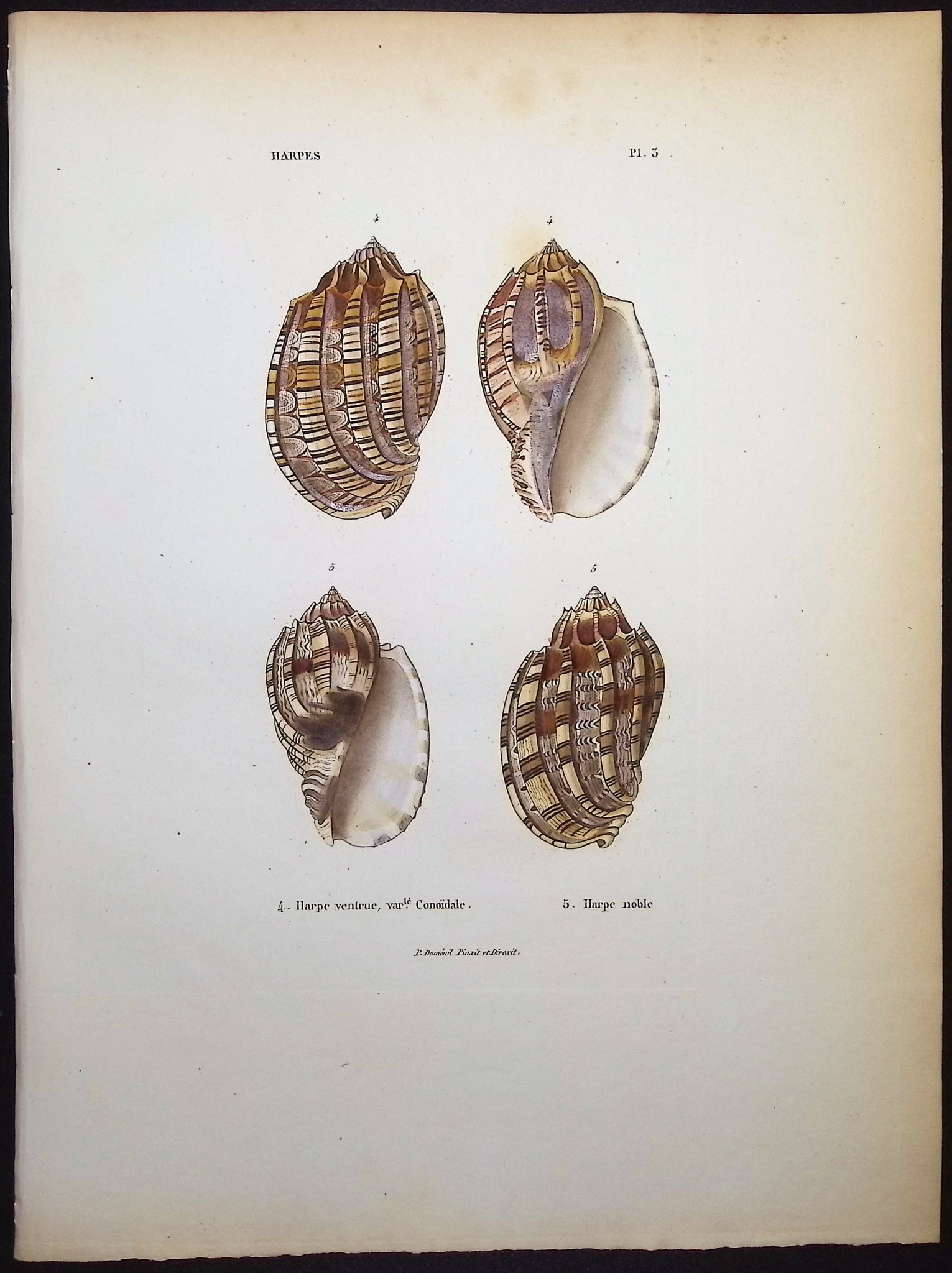 Shells