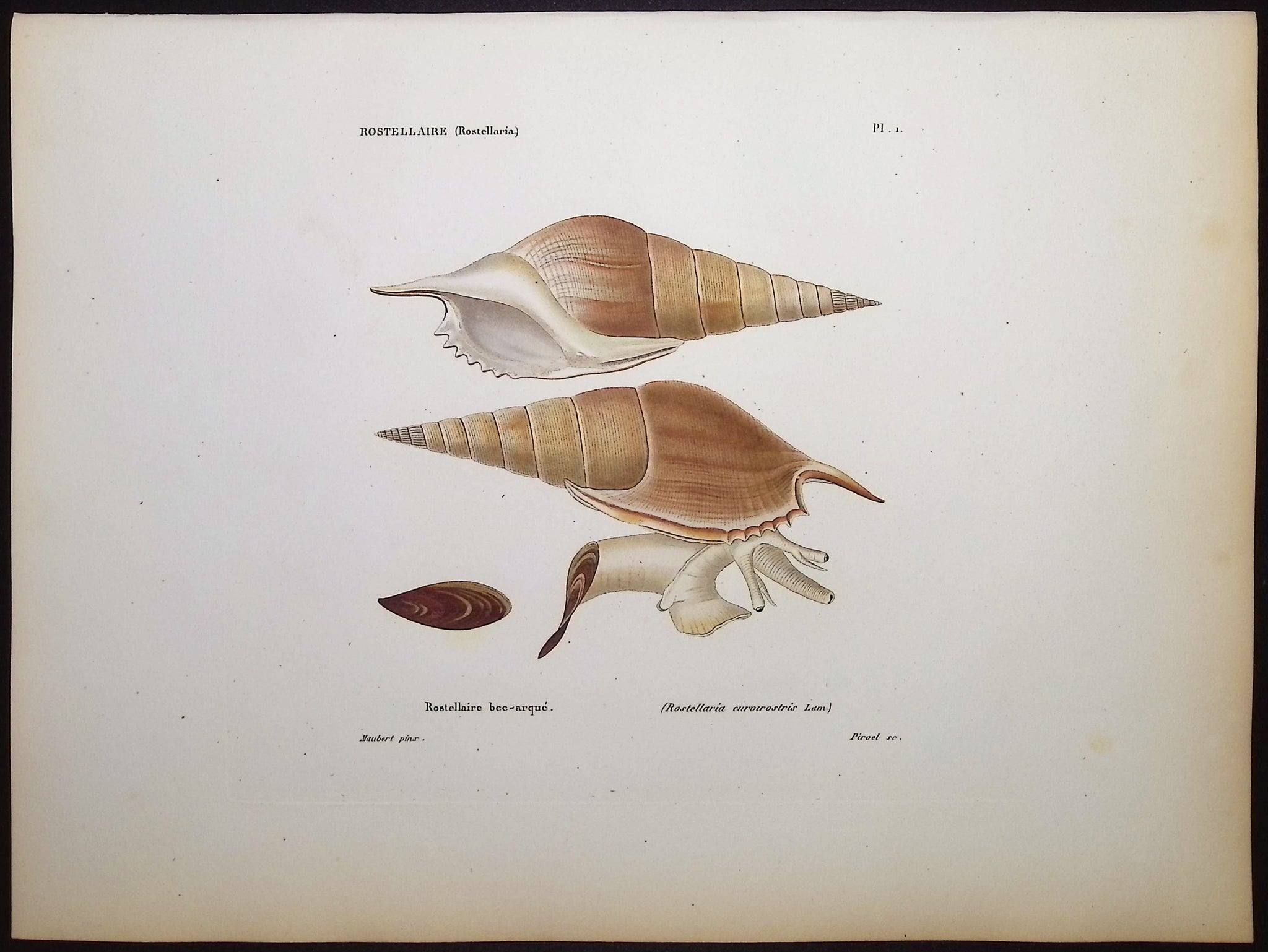 Shells