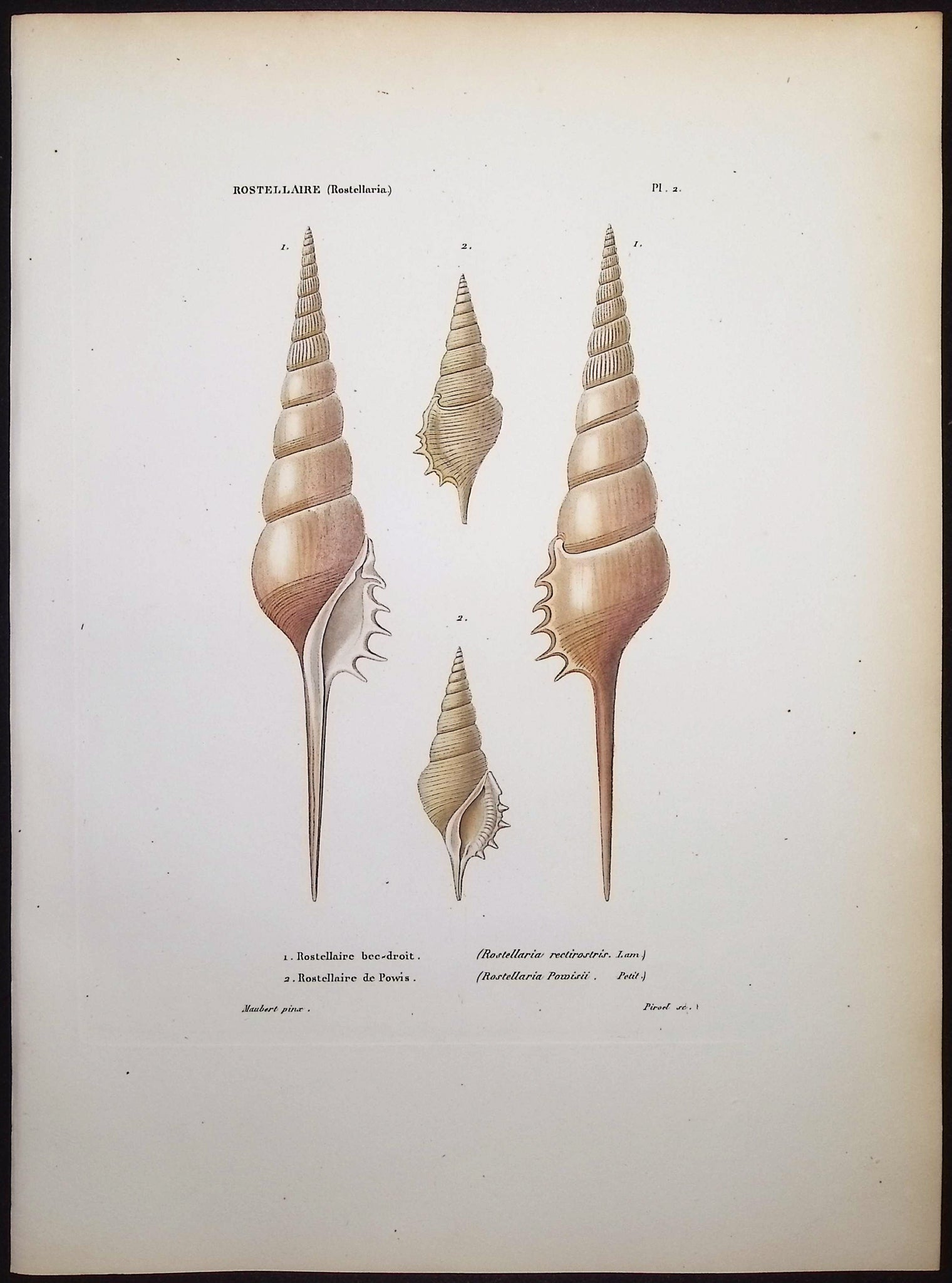 Shells