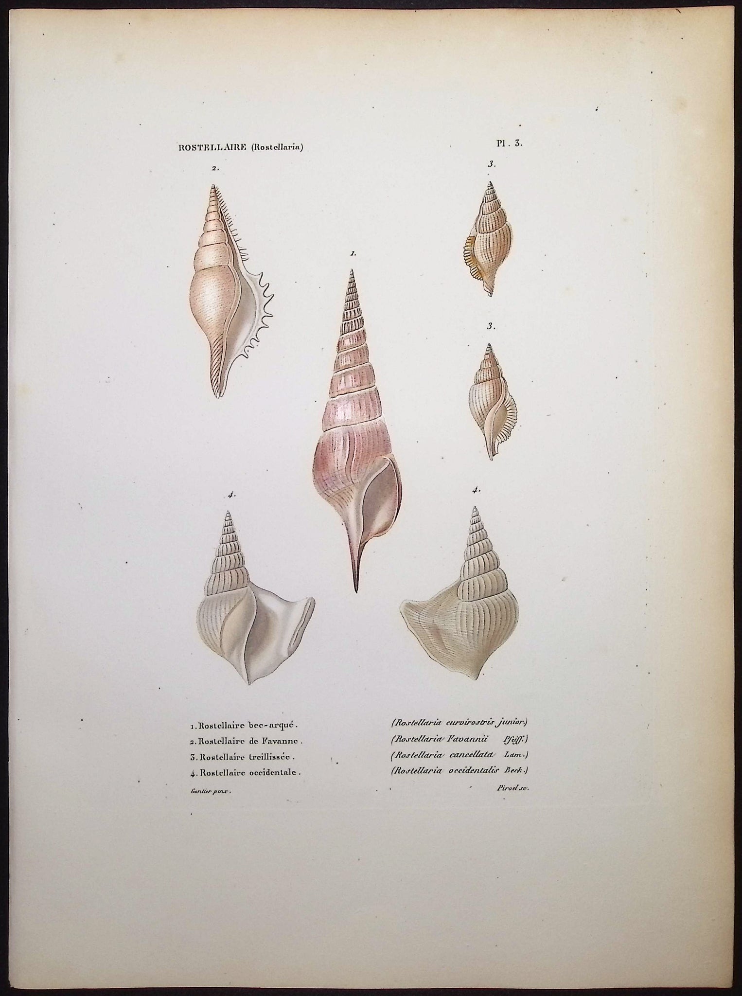 Shells