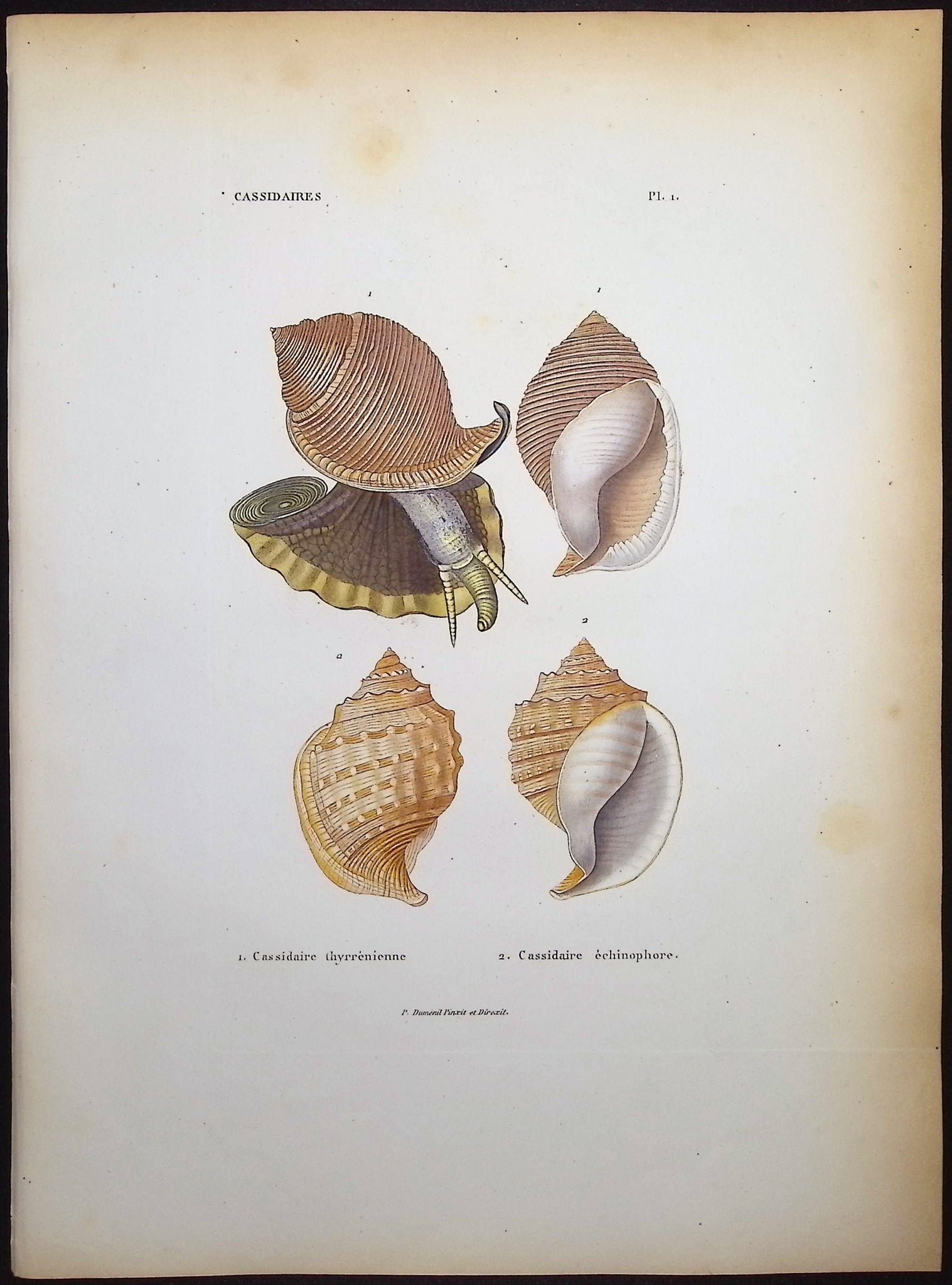 Shells