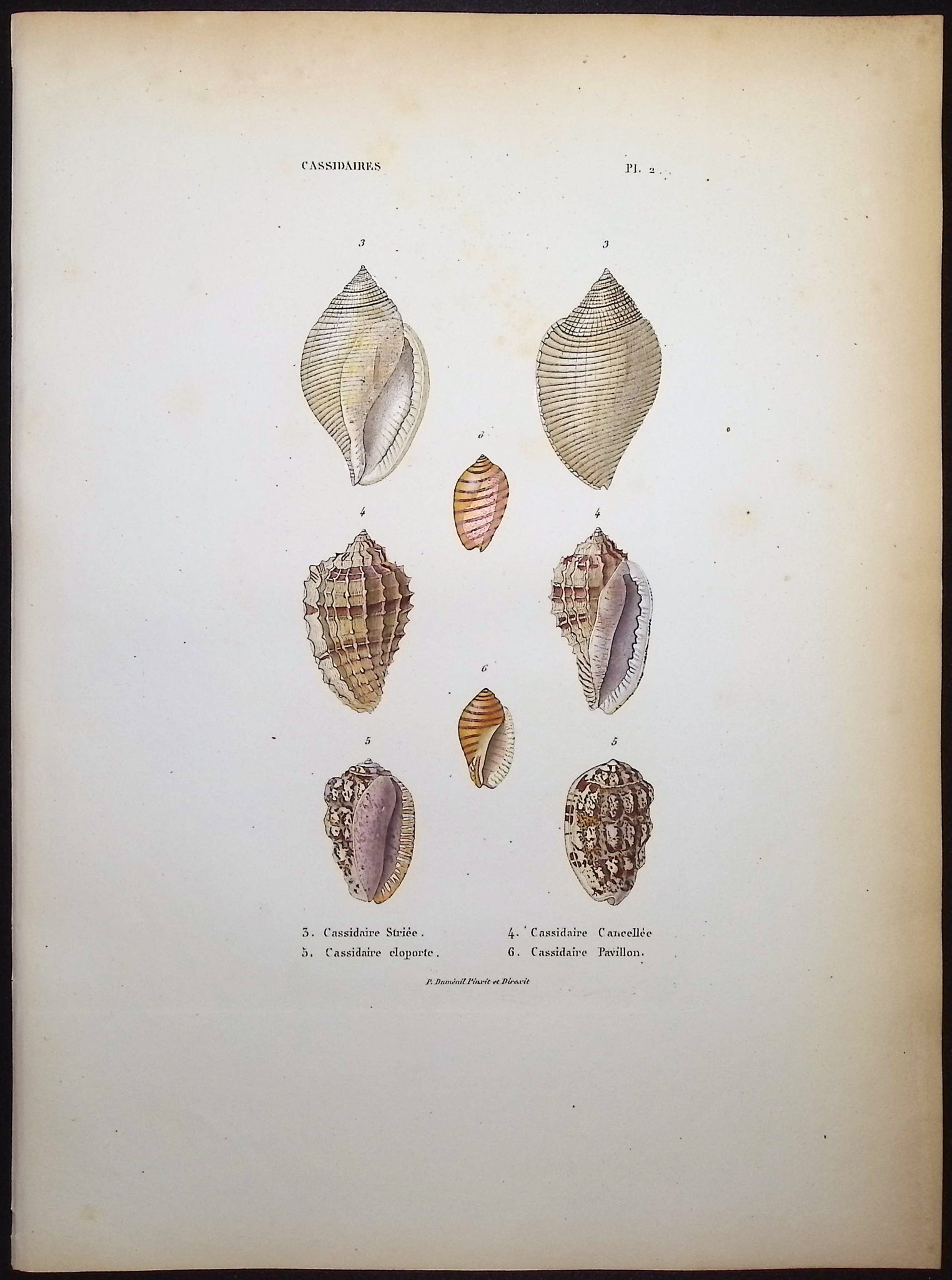 Shells
