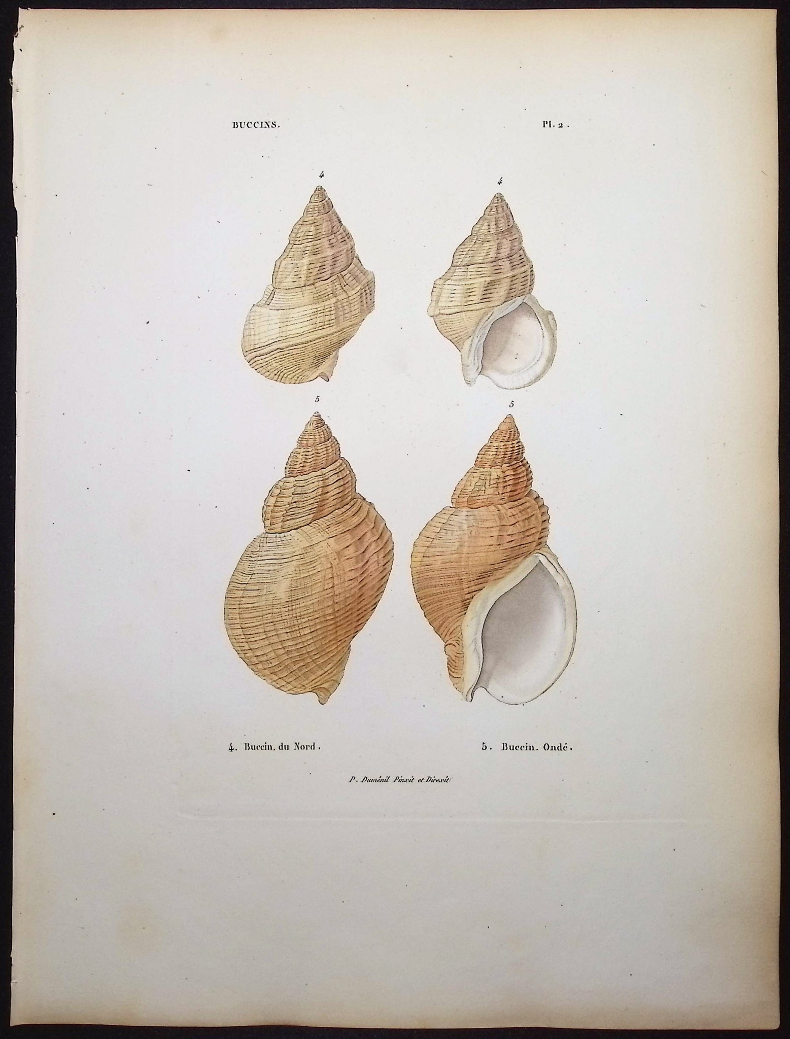 Shells