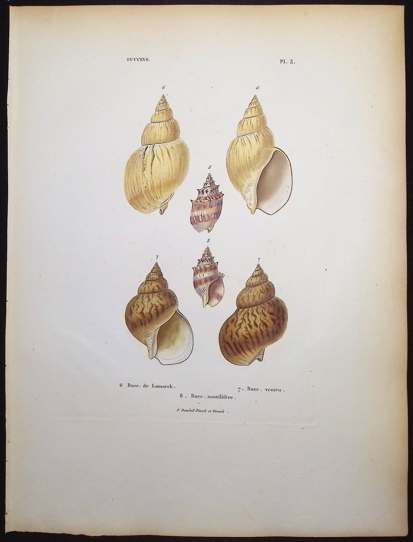 Shells