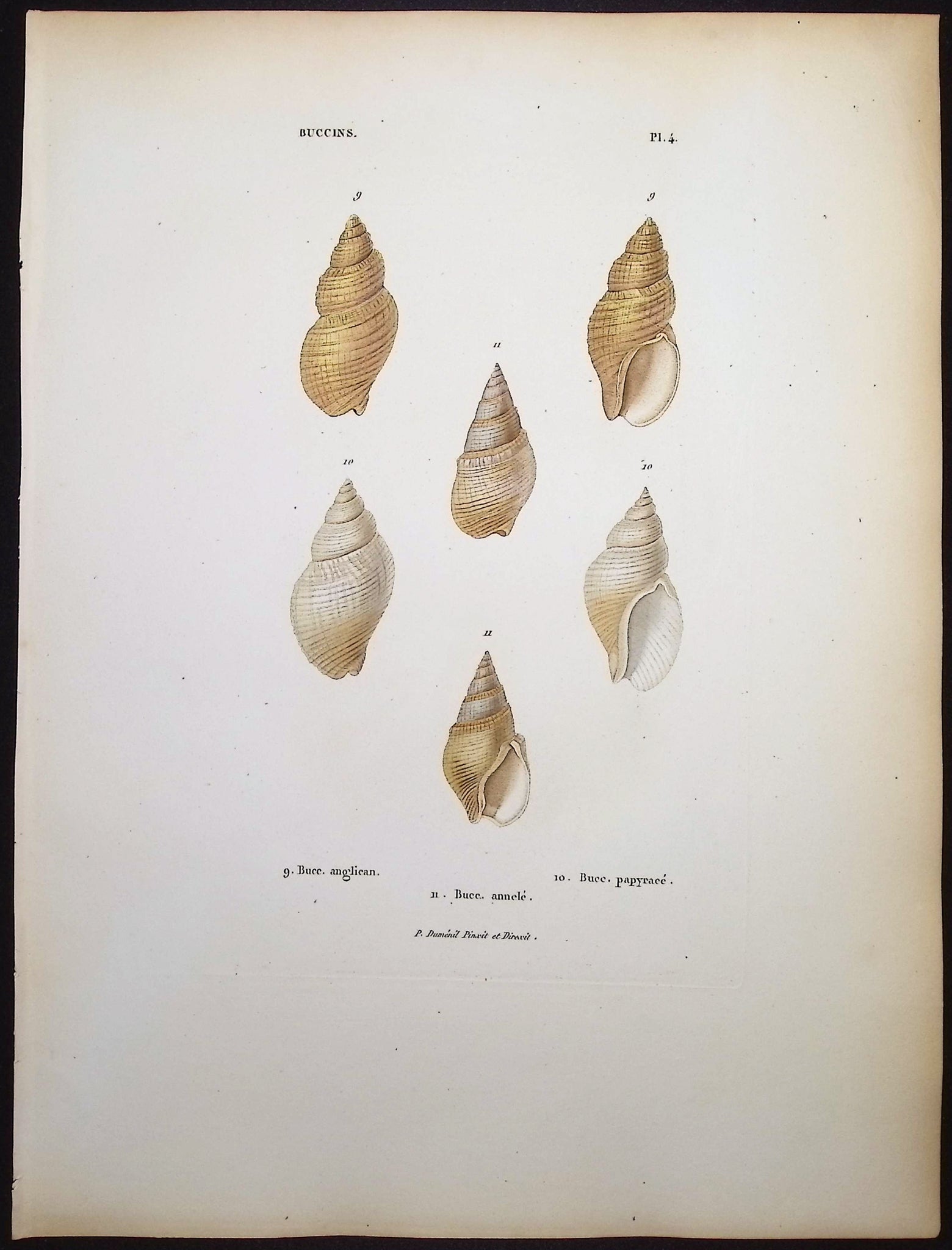 Shells