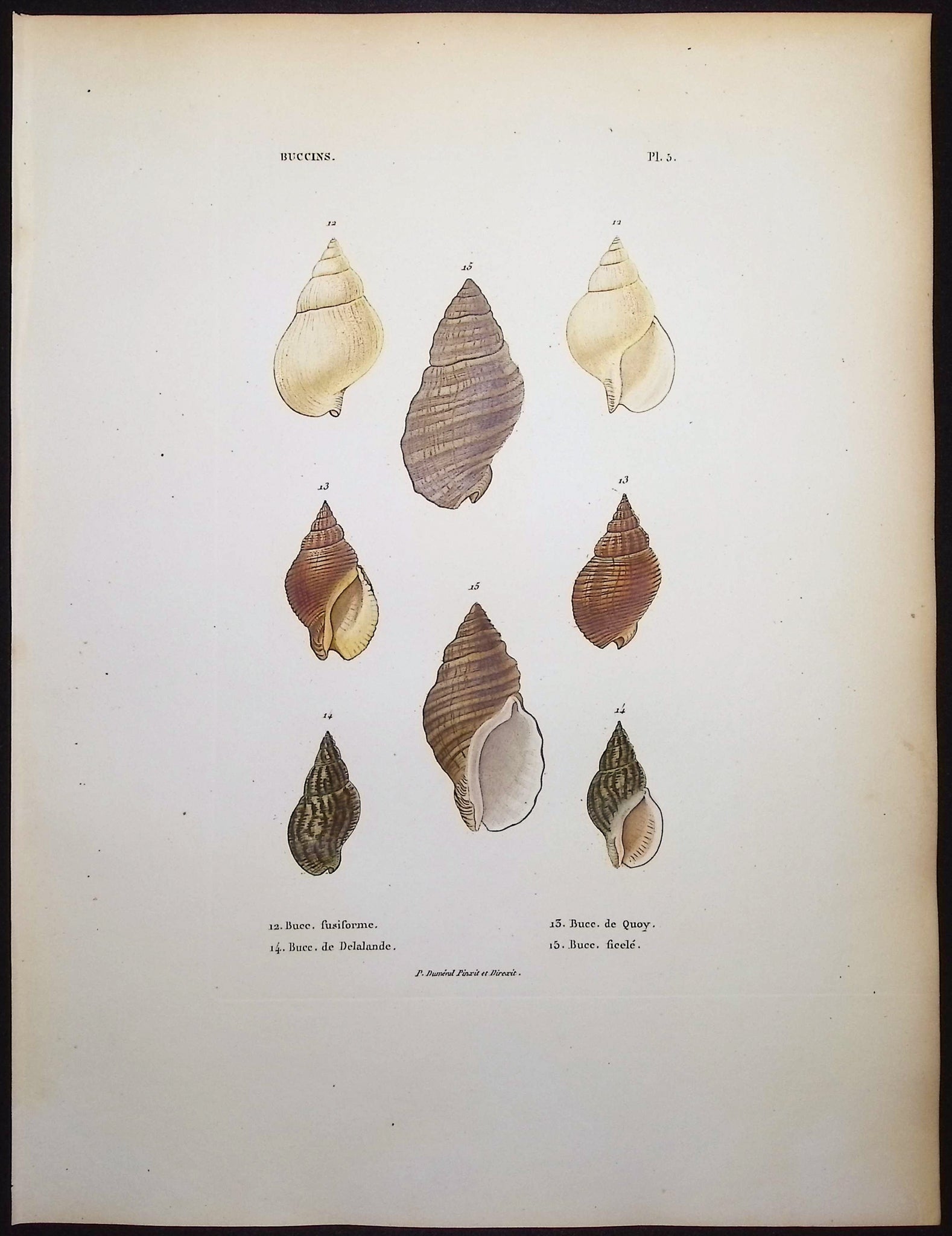 Shells