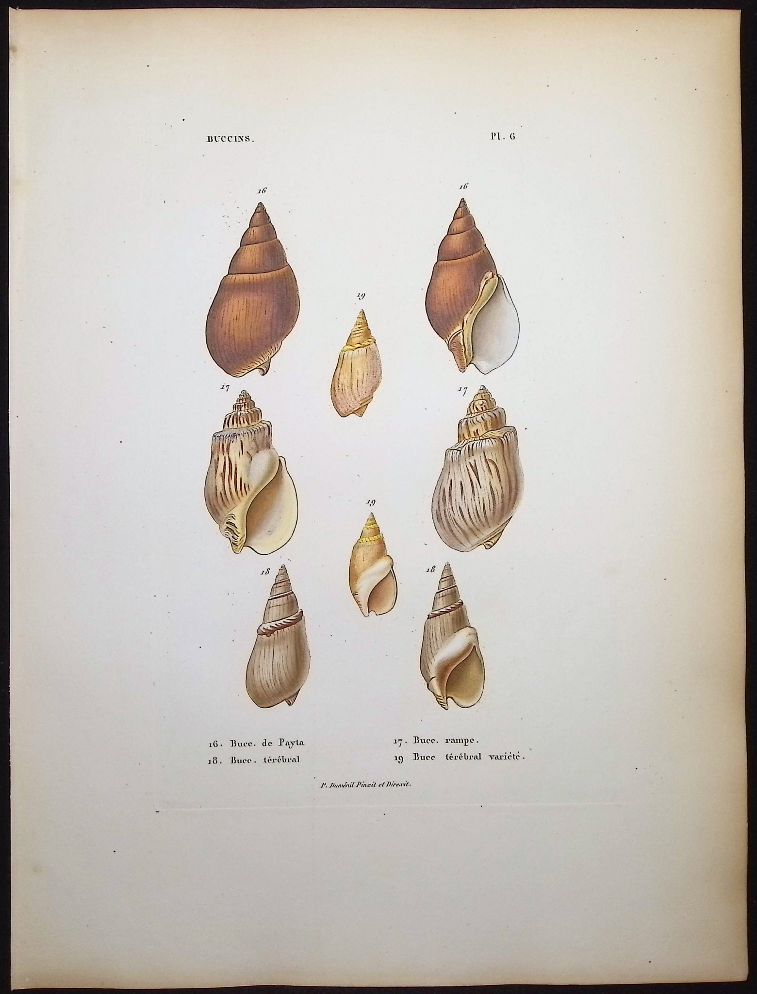 Shells