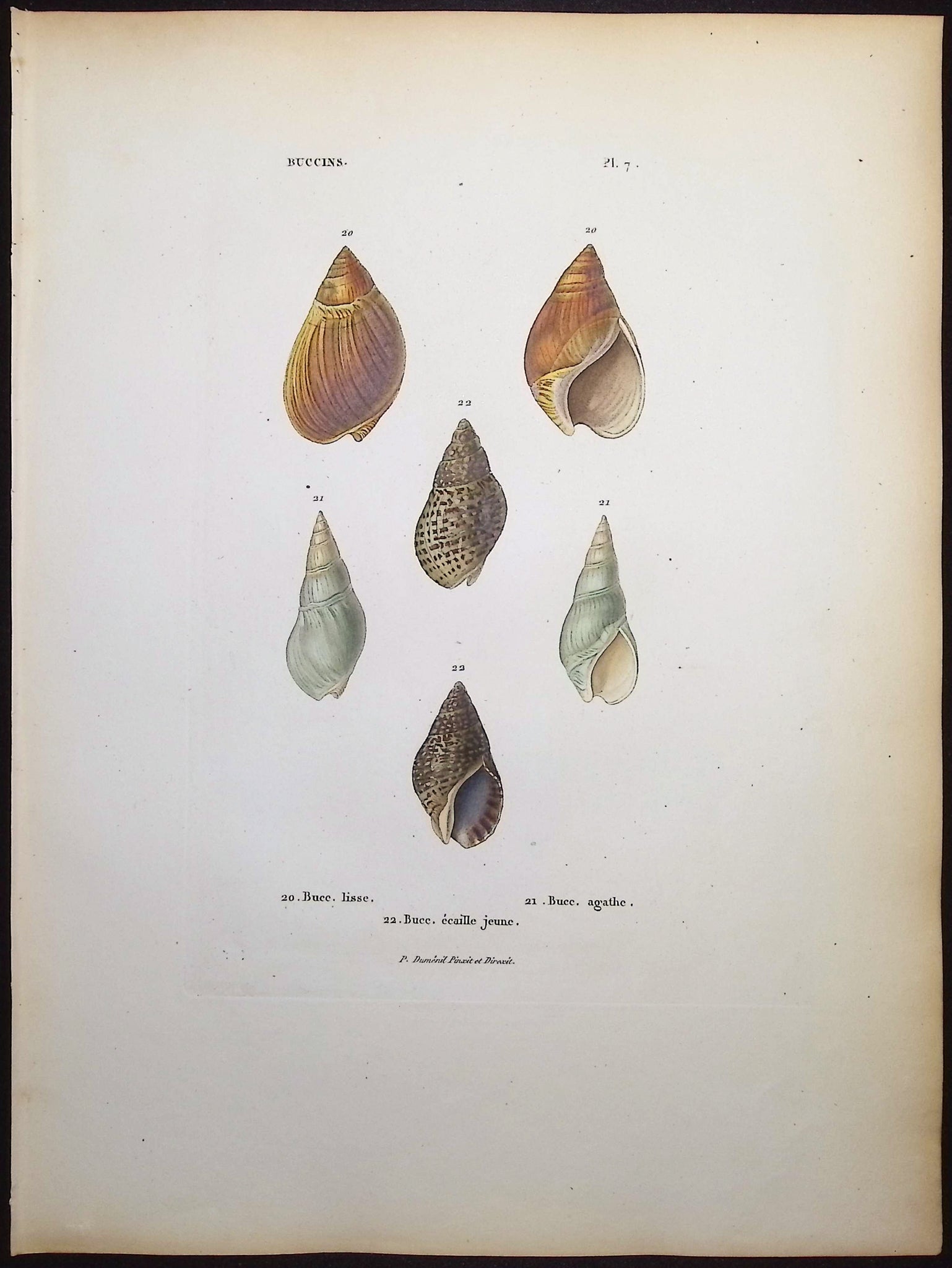 Shells