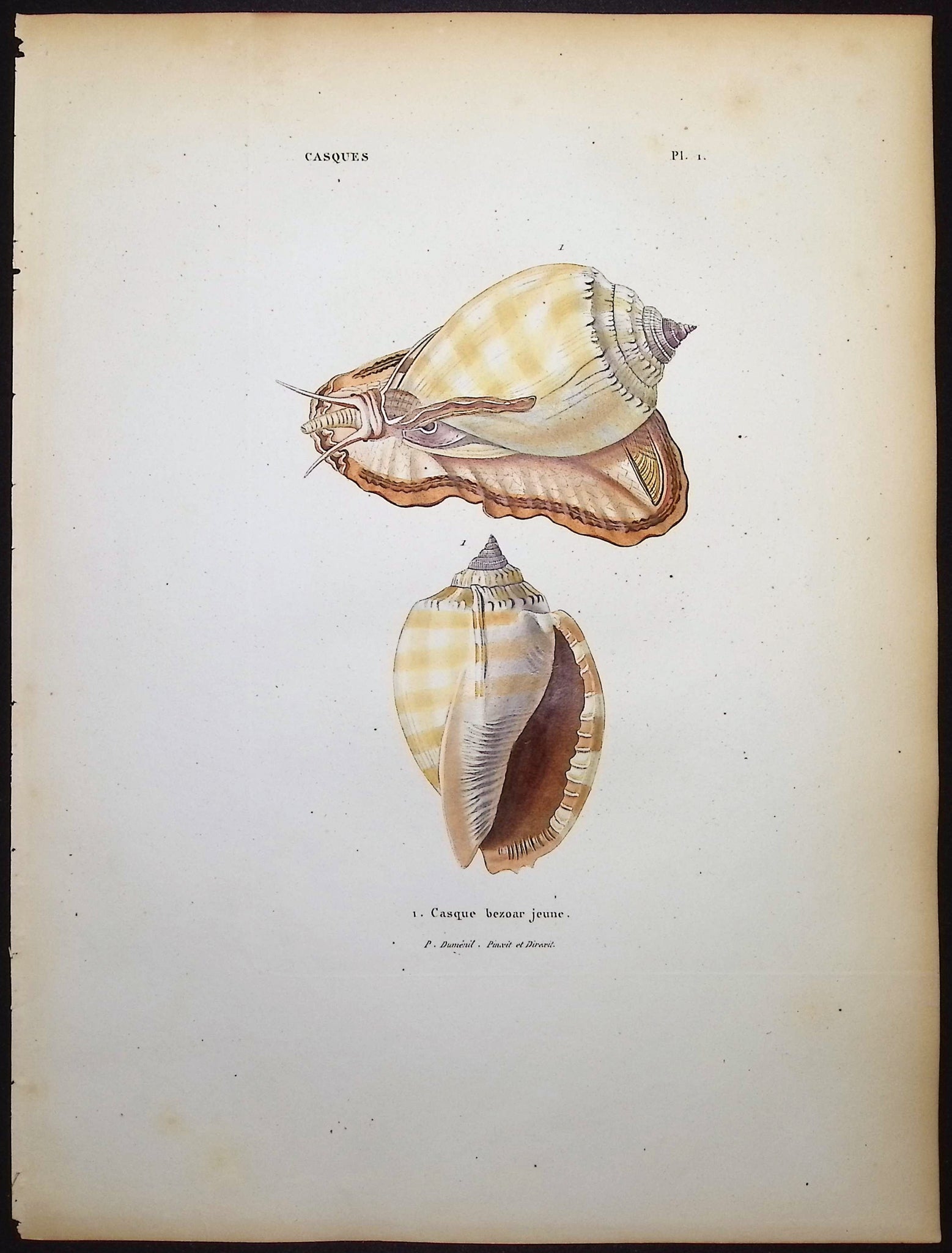 Shells