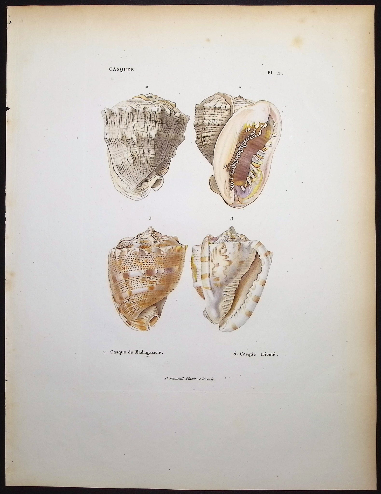 Shells