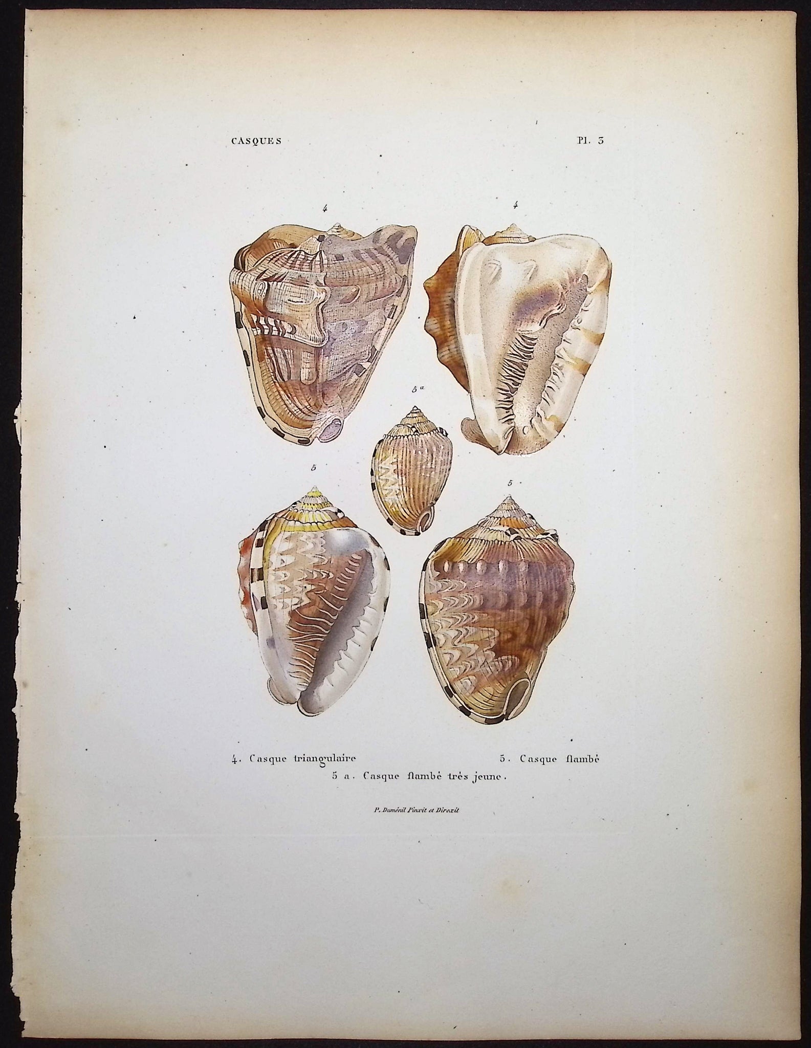 Shells