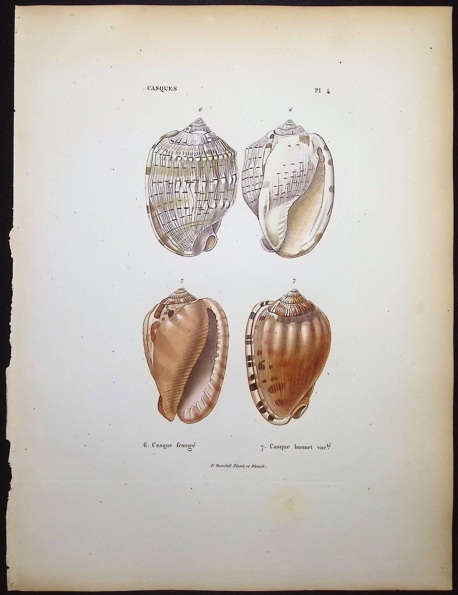Shells