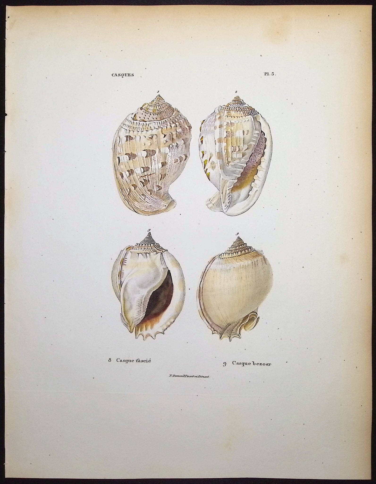 Shells