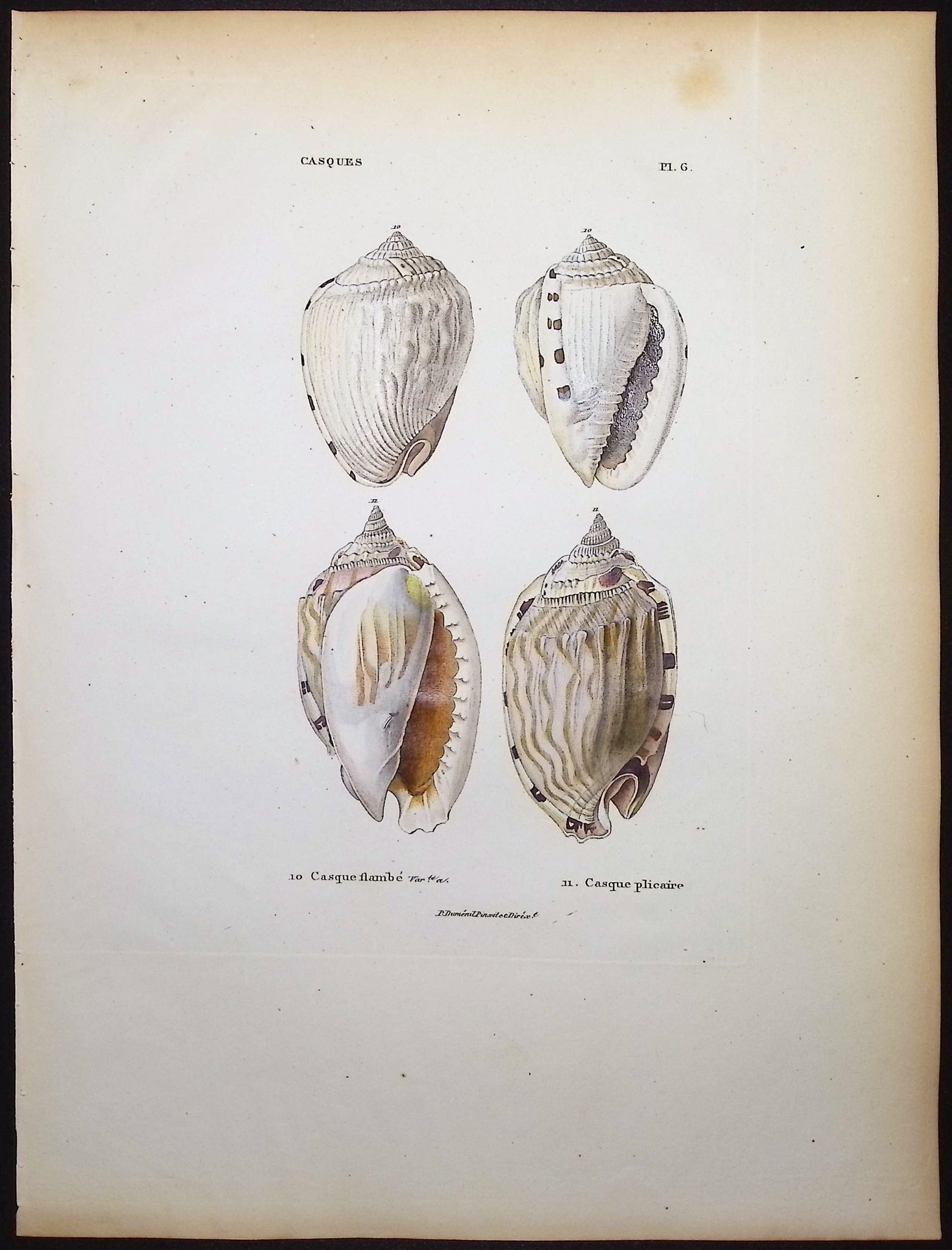 Shells