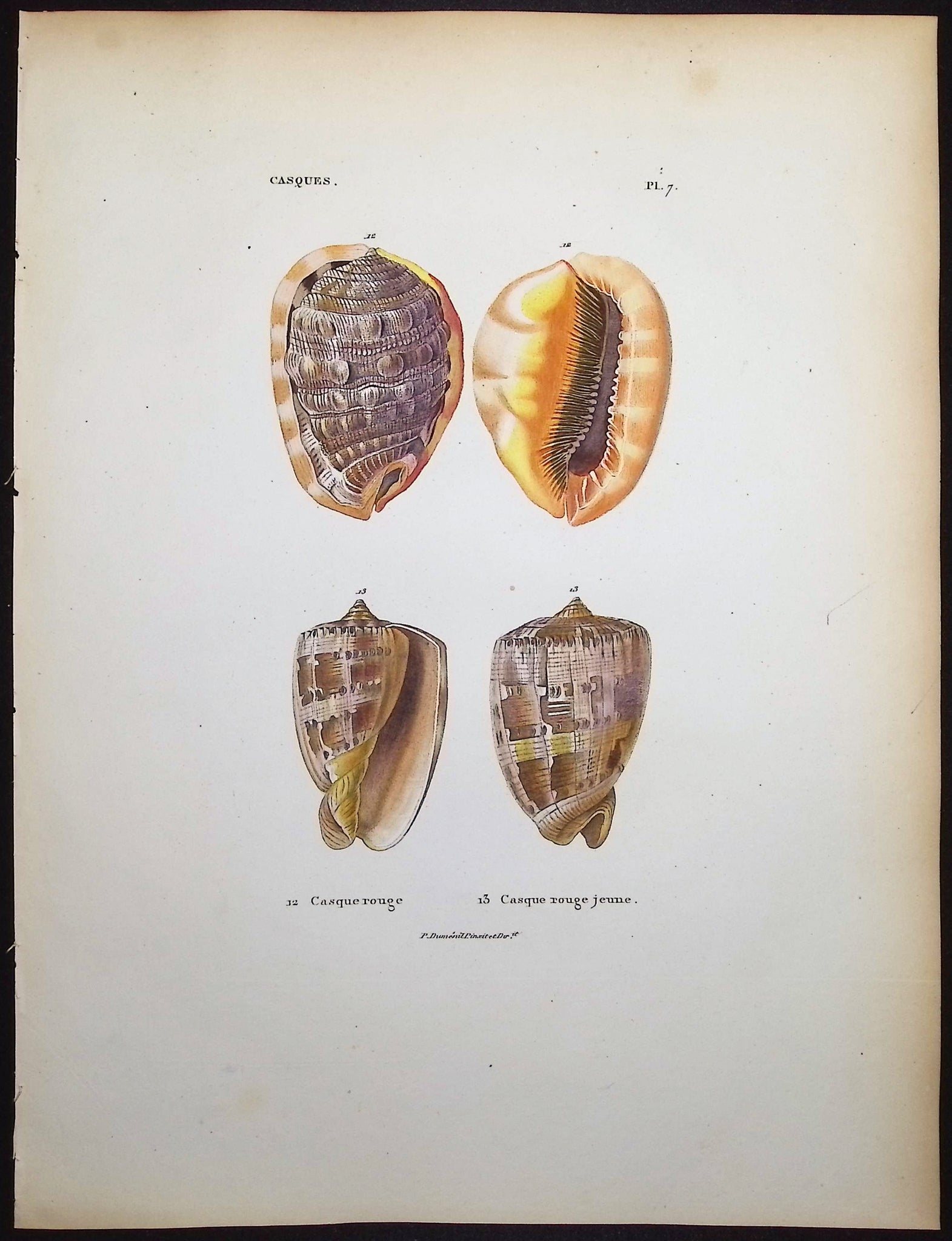 Shells