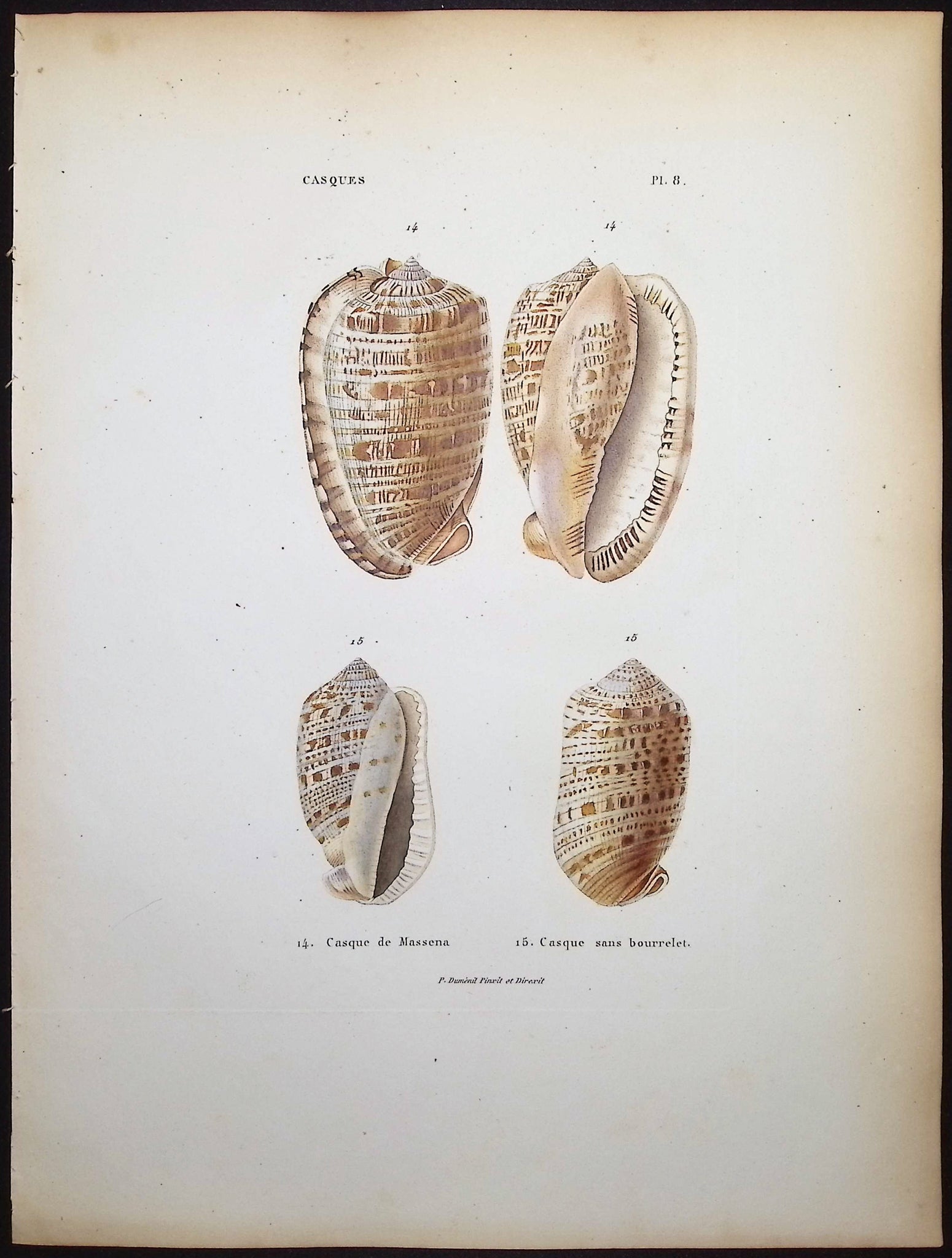 Shells