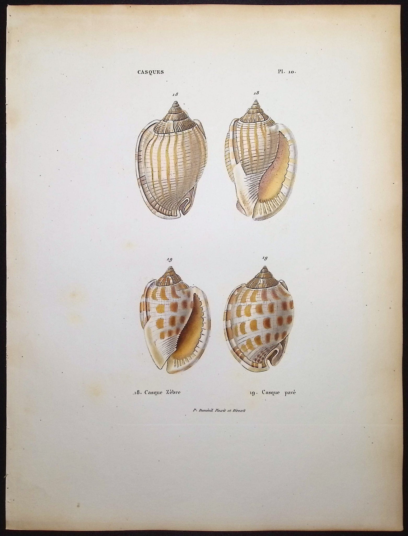 Shells