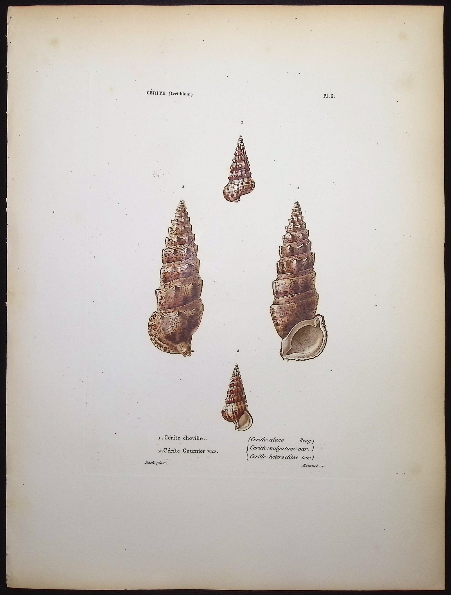 Shells