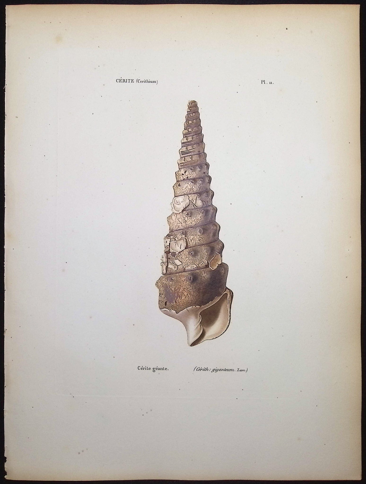 Shells