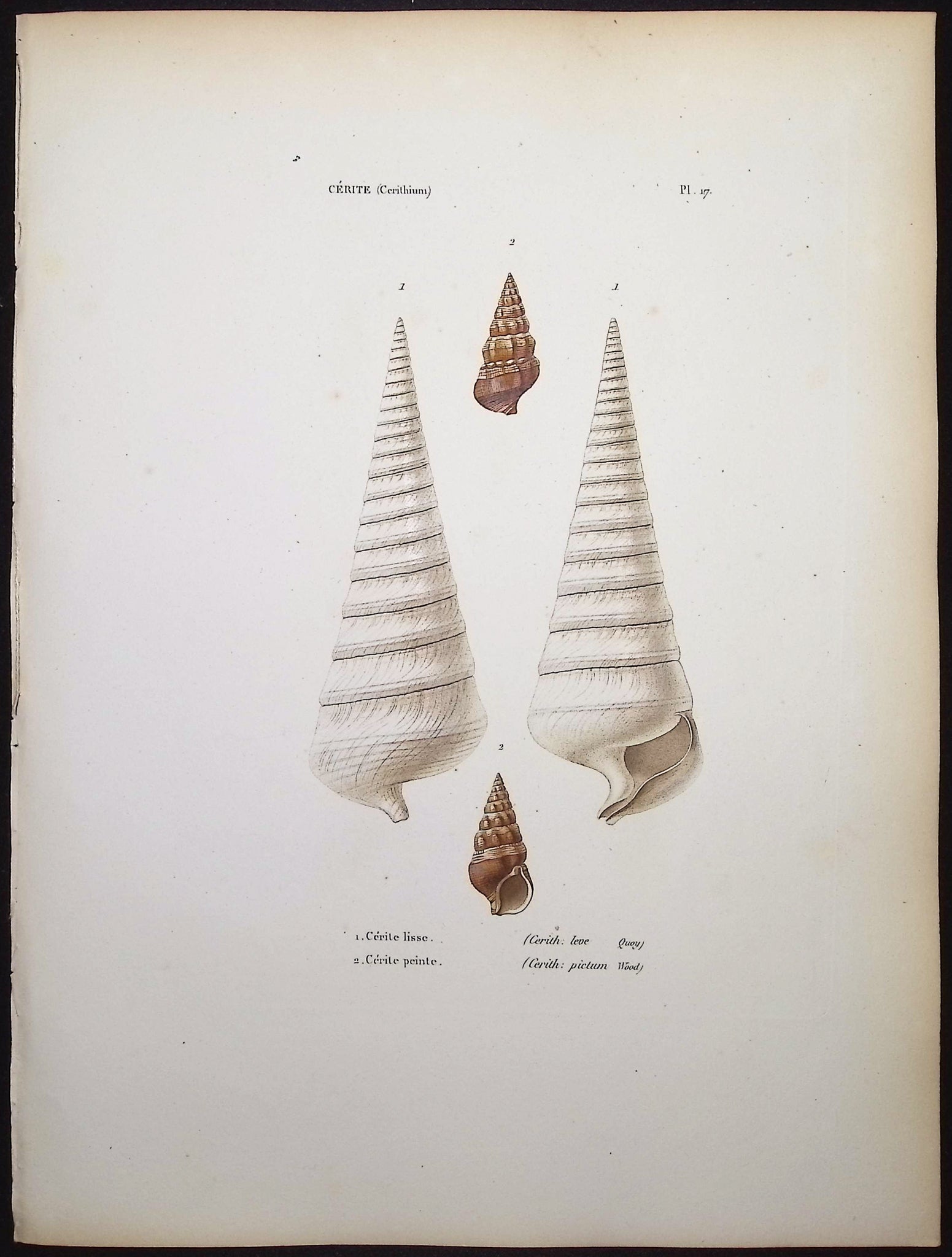 Shells