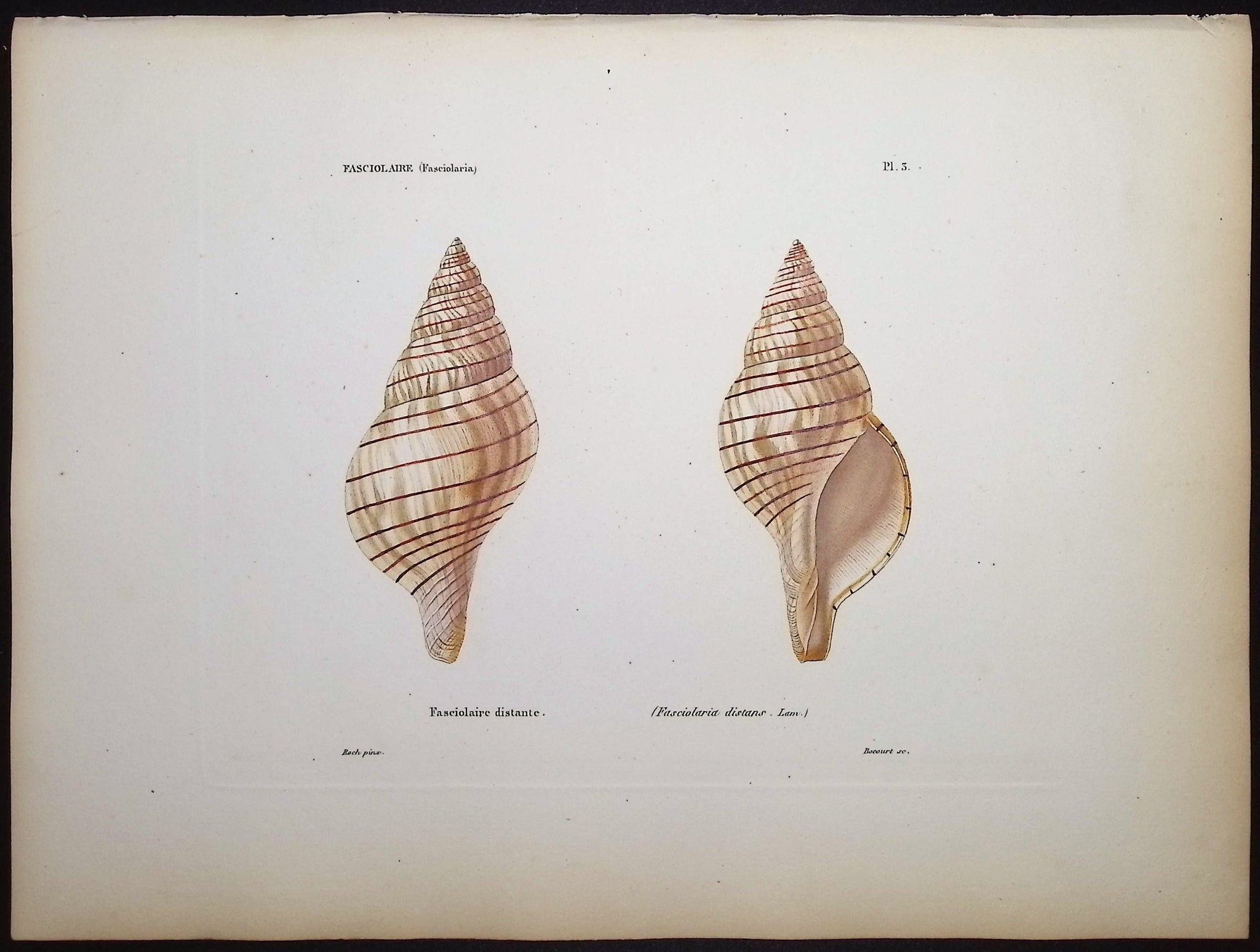 Shells