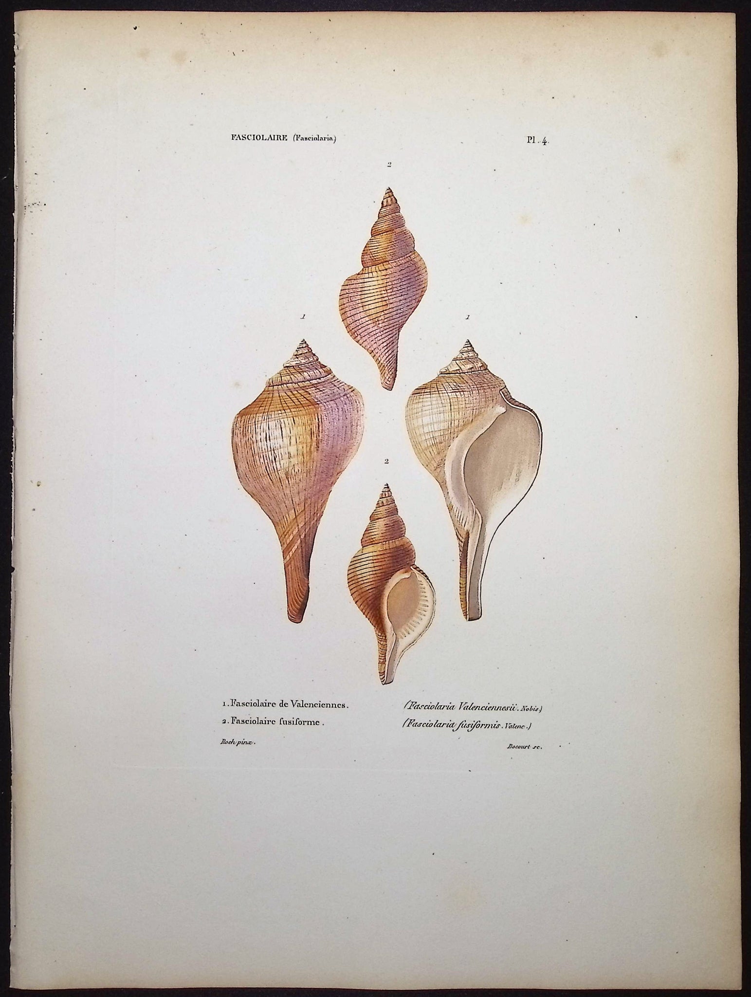 Shells