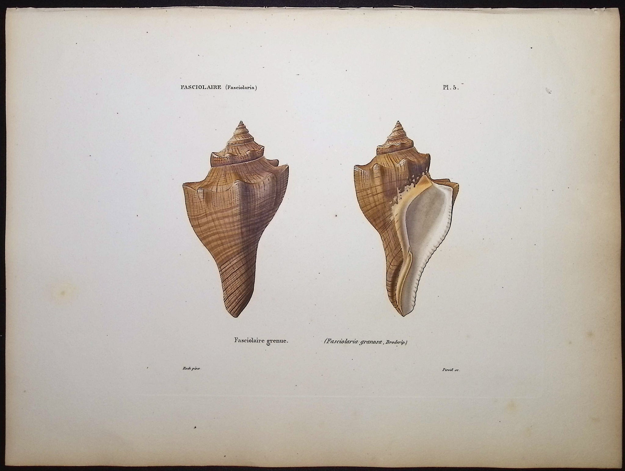 Shells
