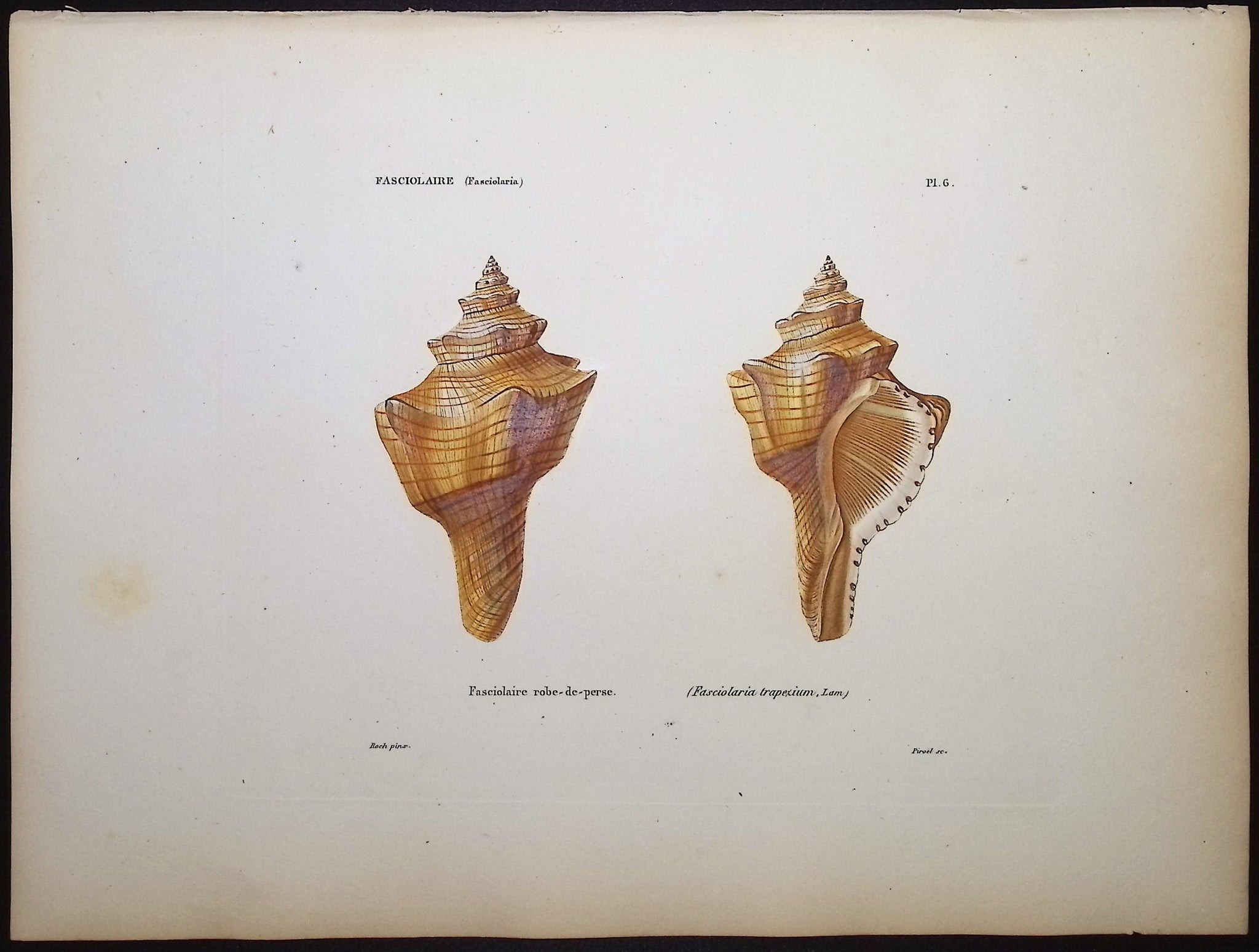 Shells