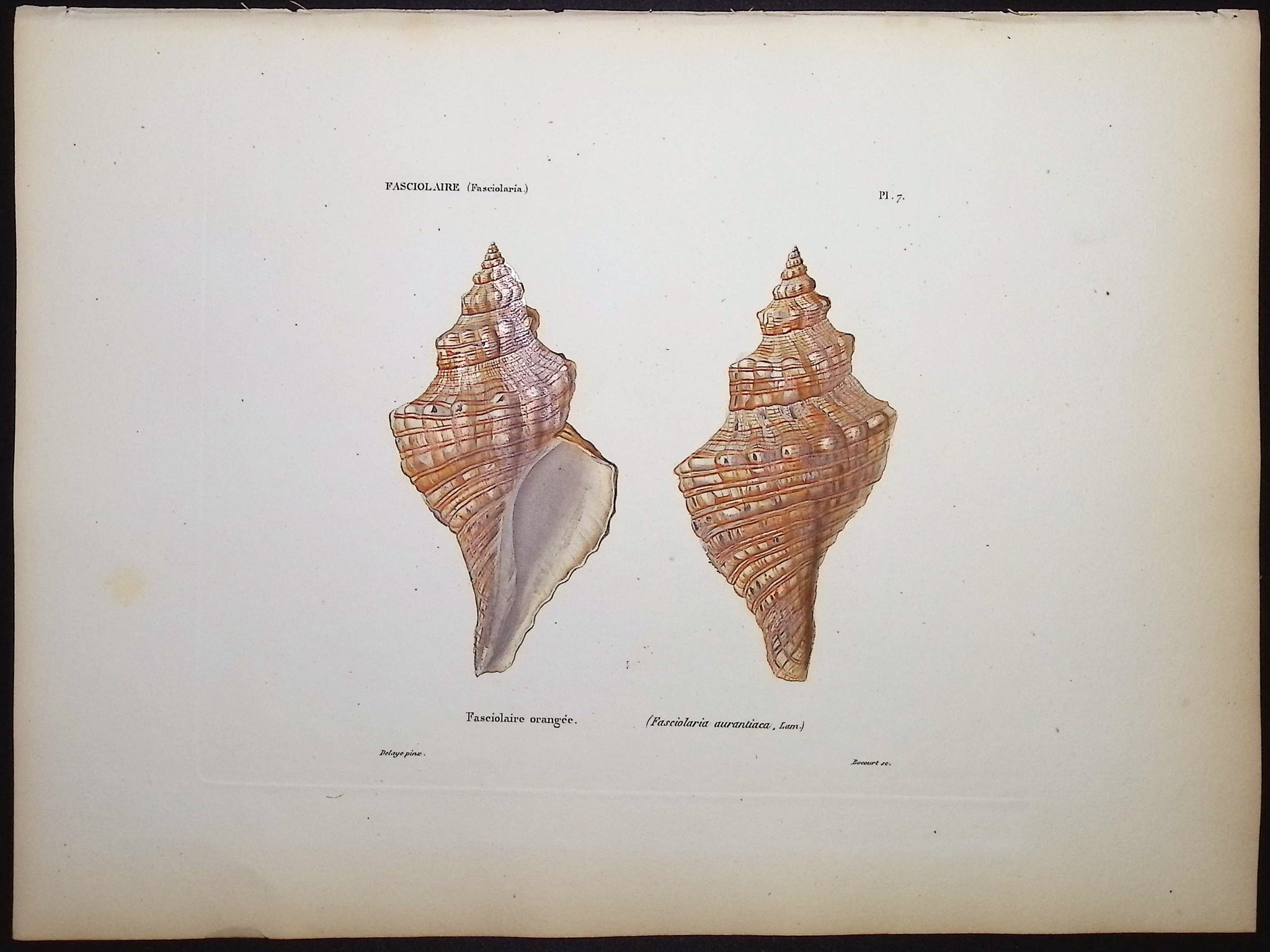Shells