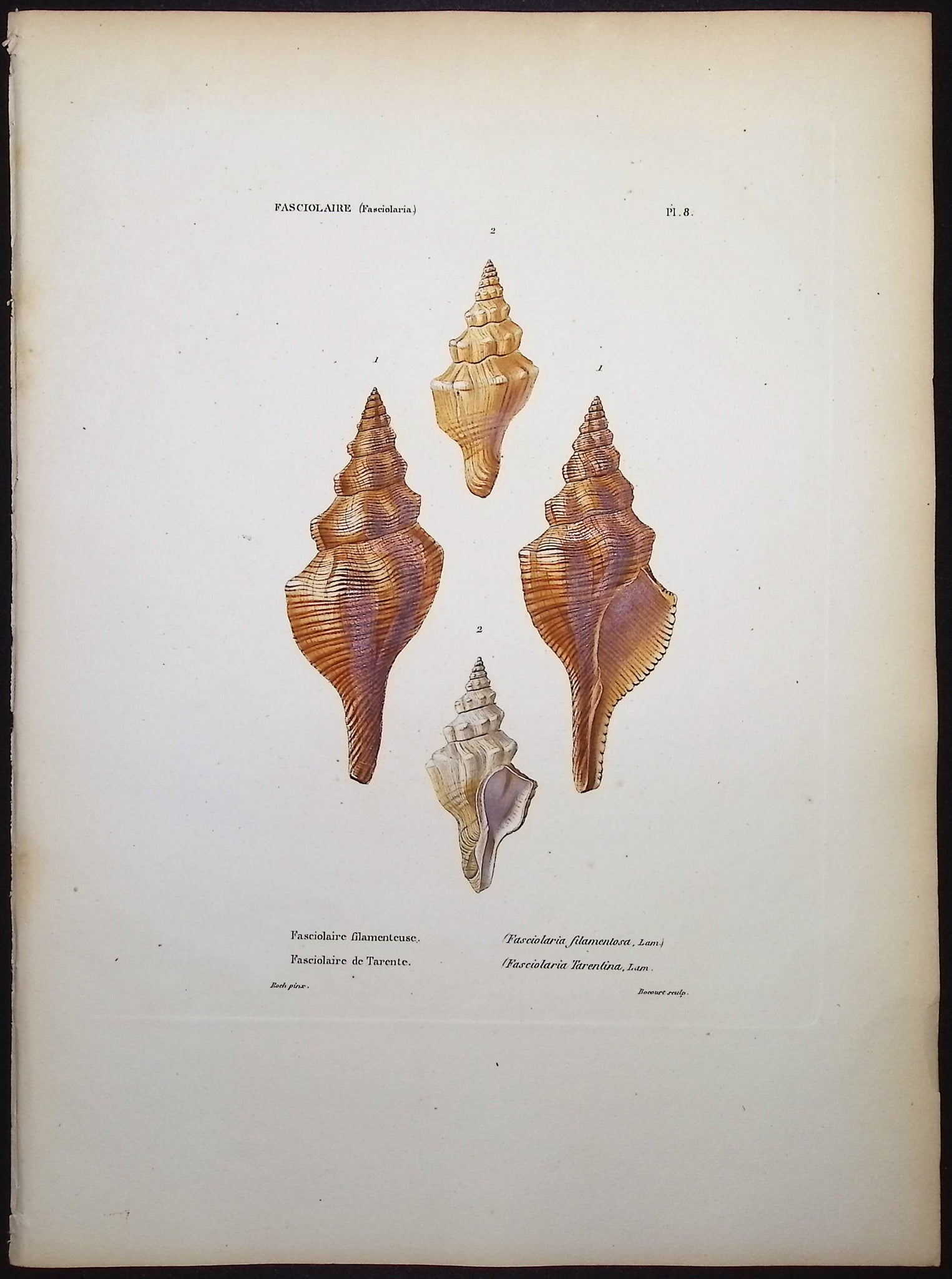 Shells