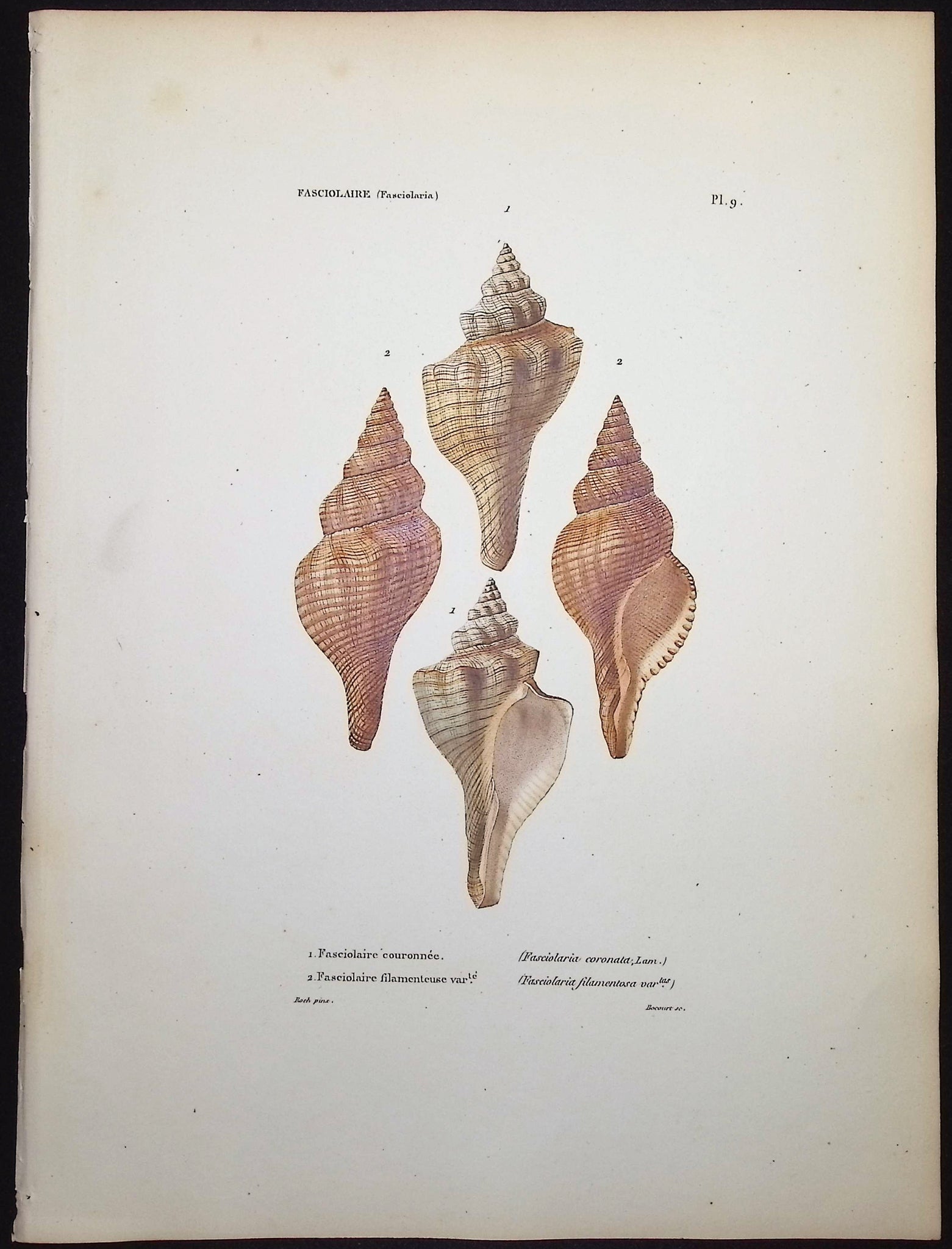 Shells