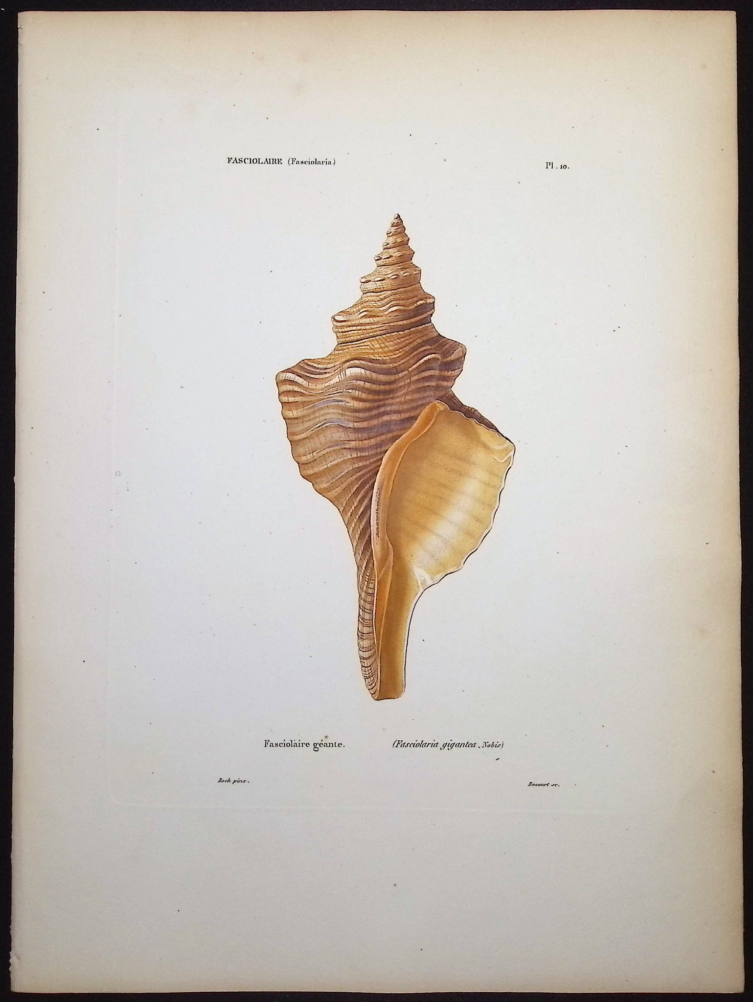 Shells