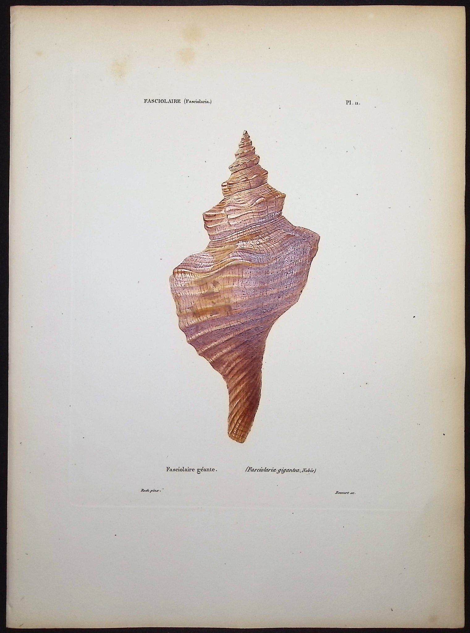 Shells