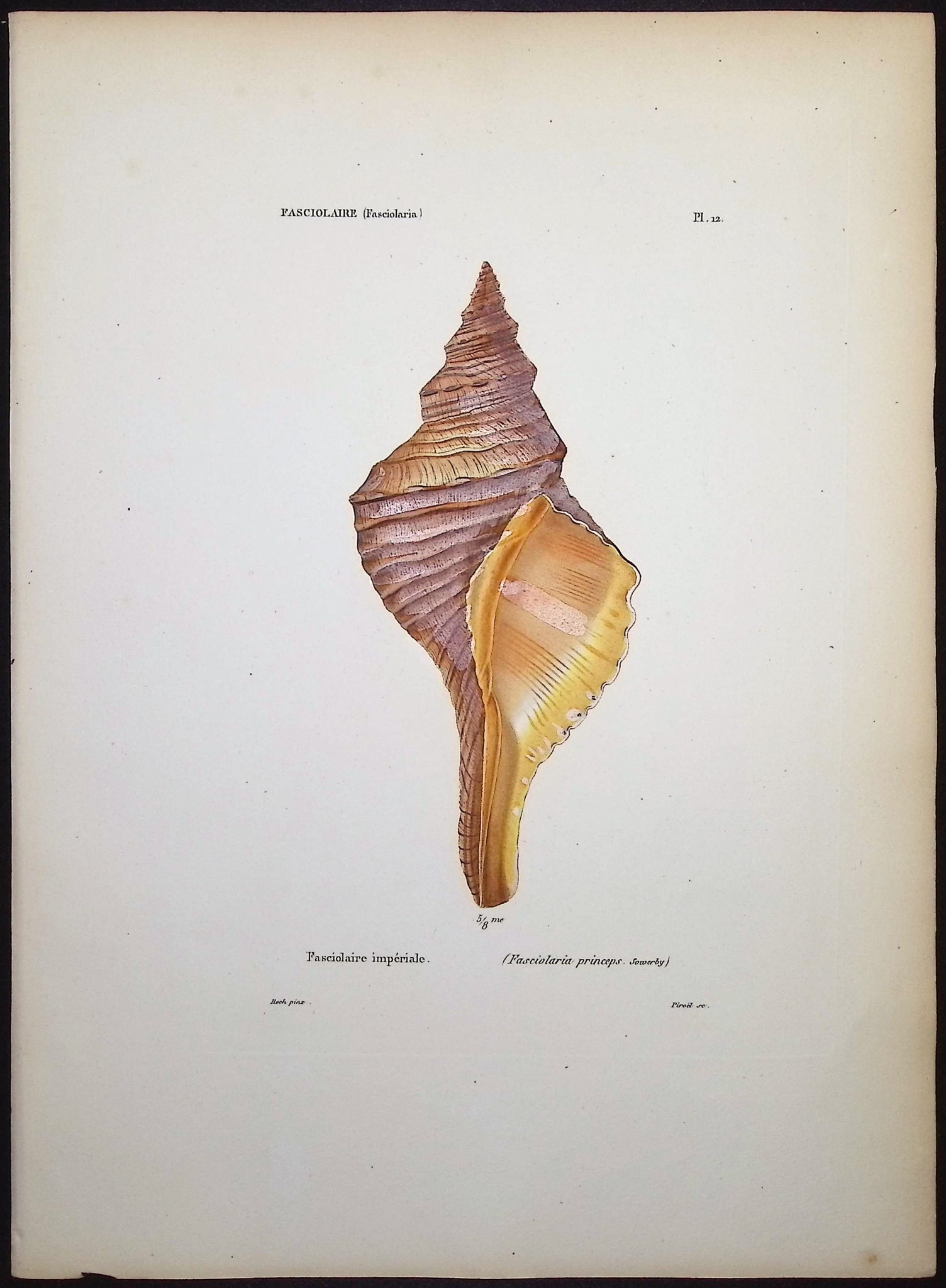 Shells
