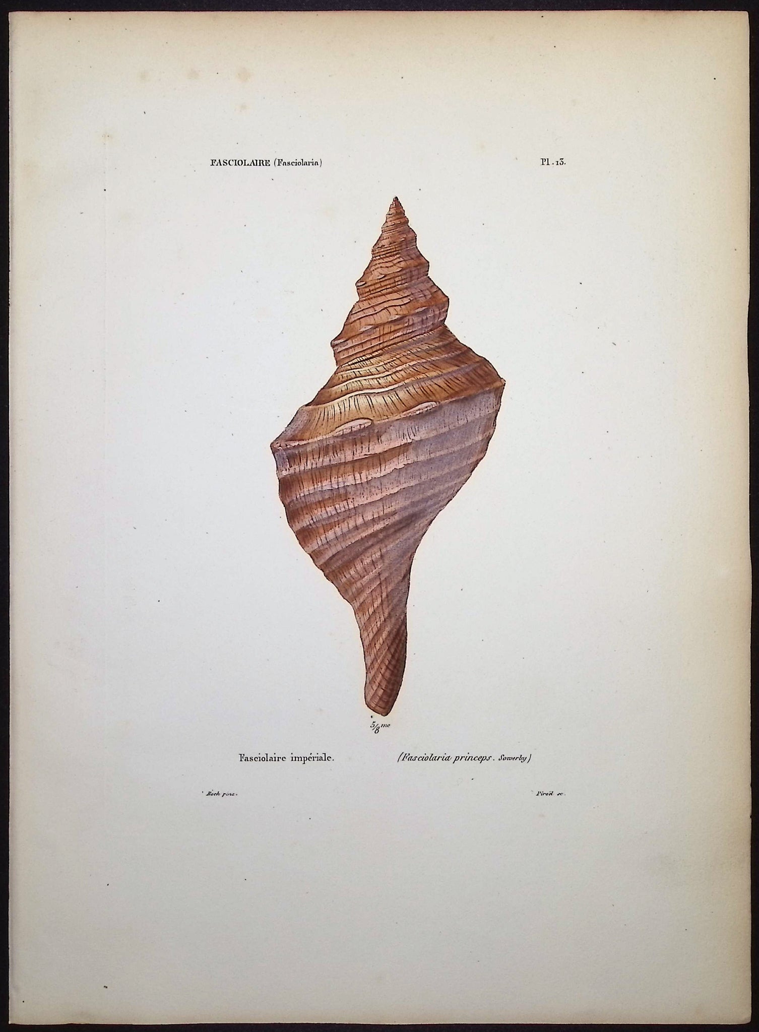 Shells
