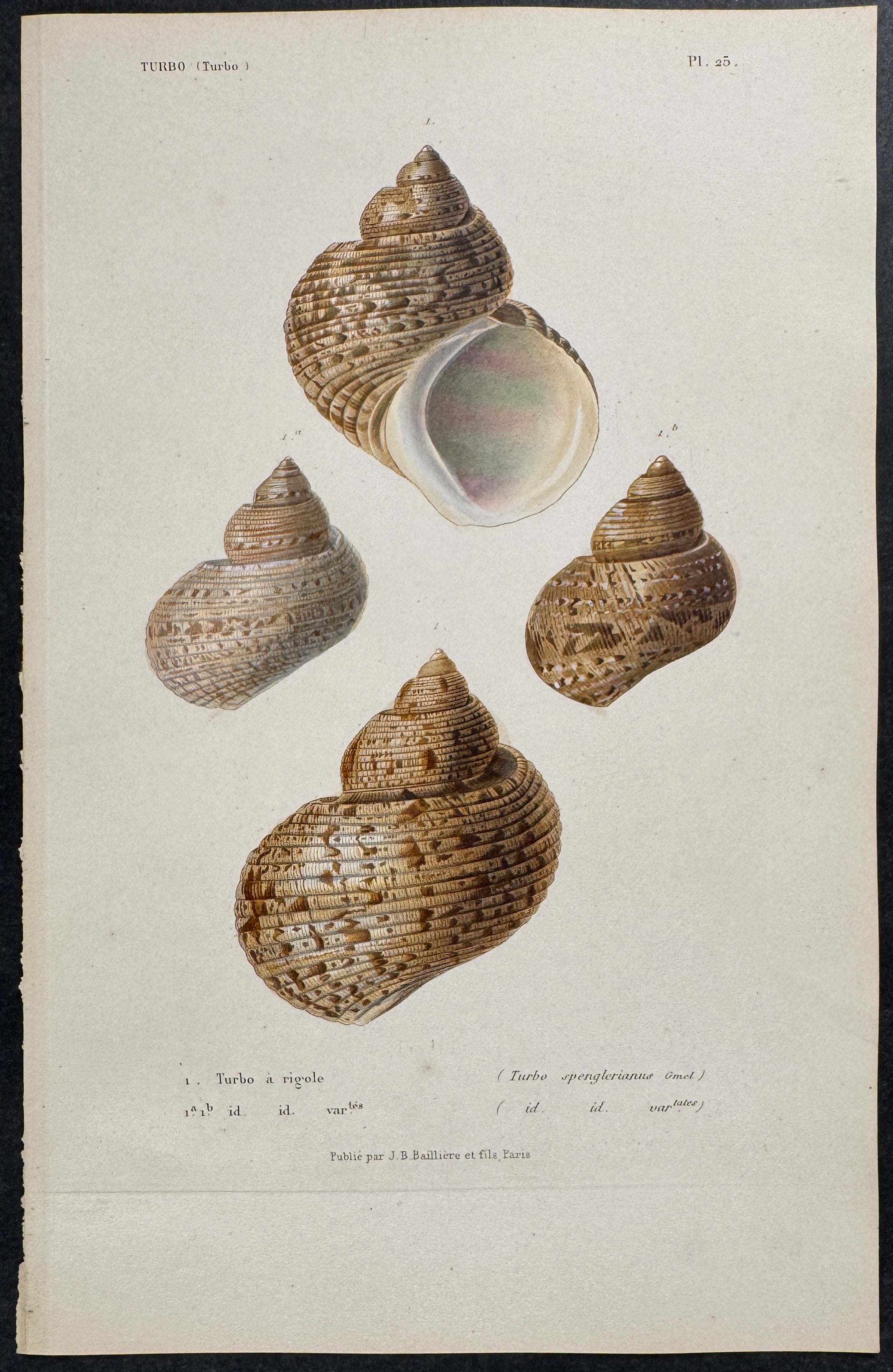 Shells