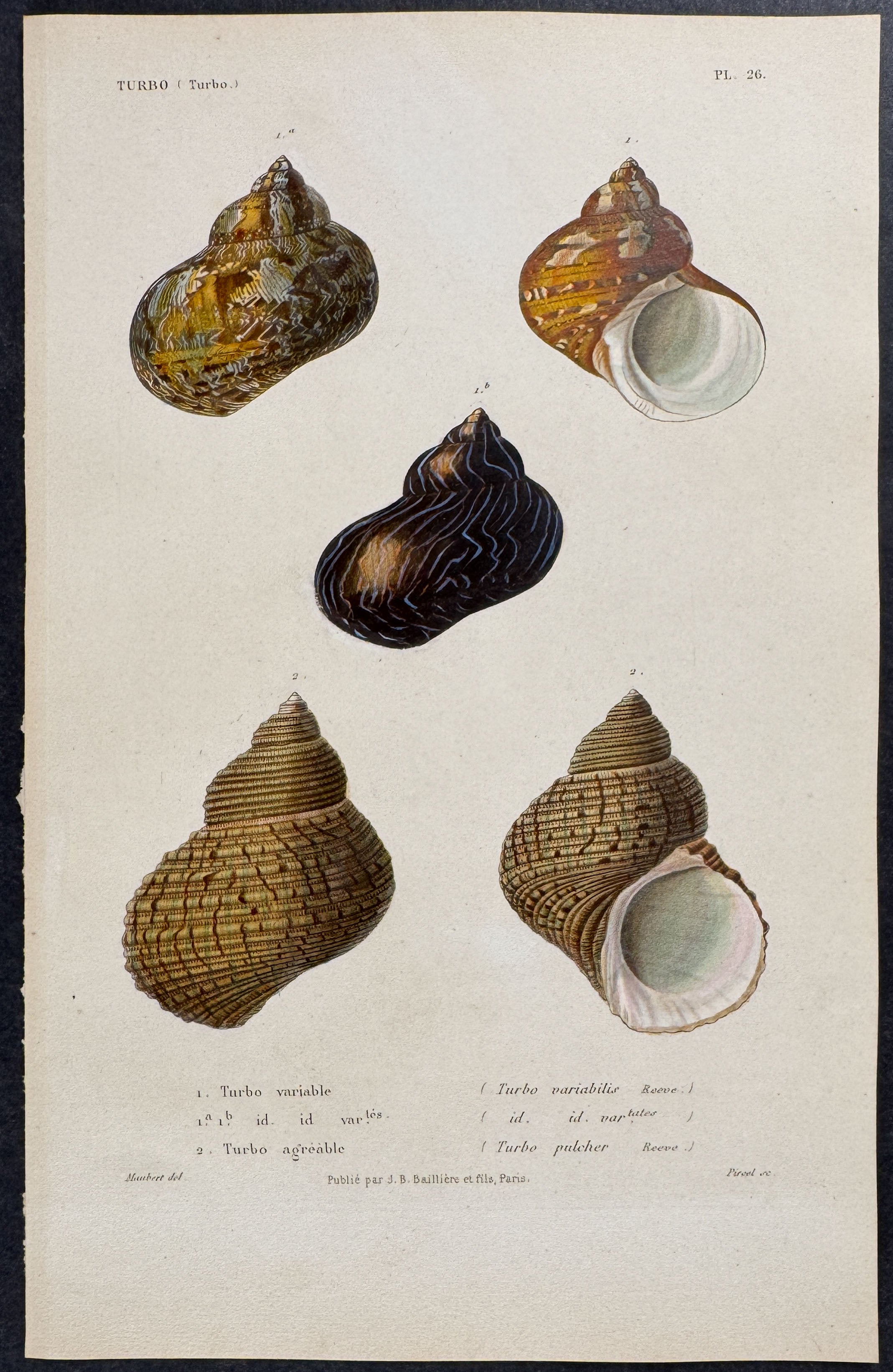 Shells