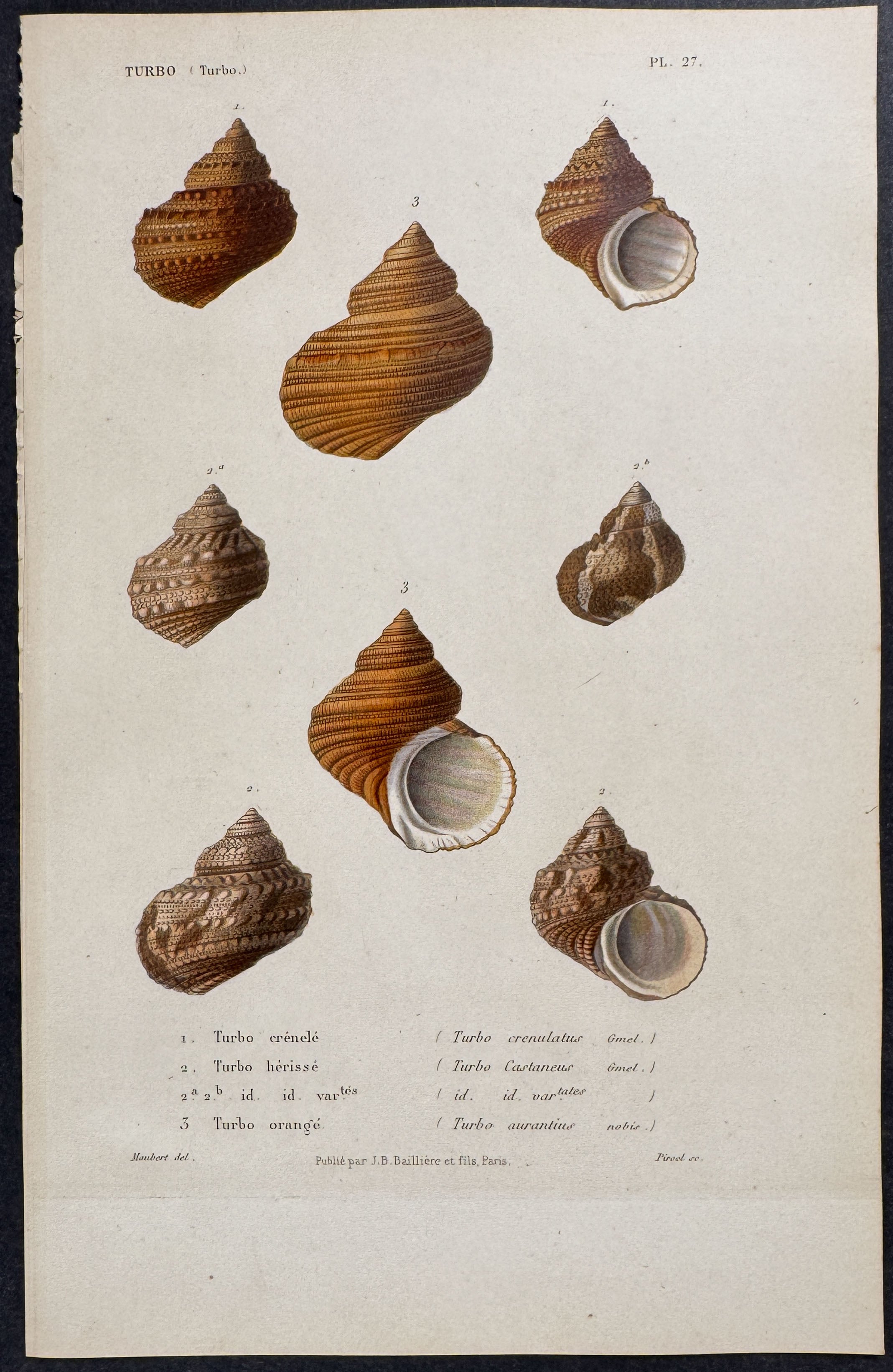 Shells