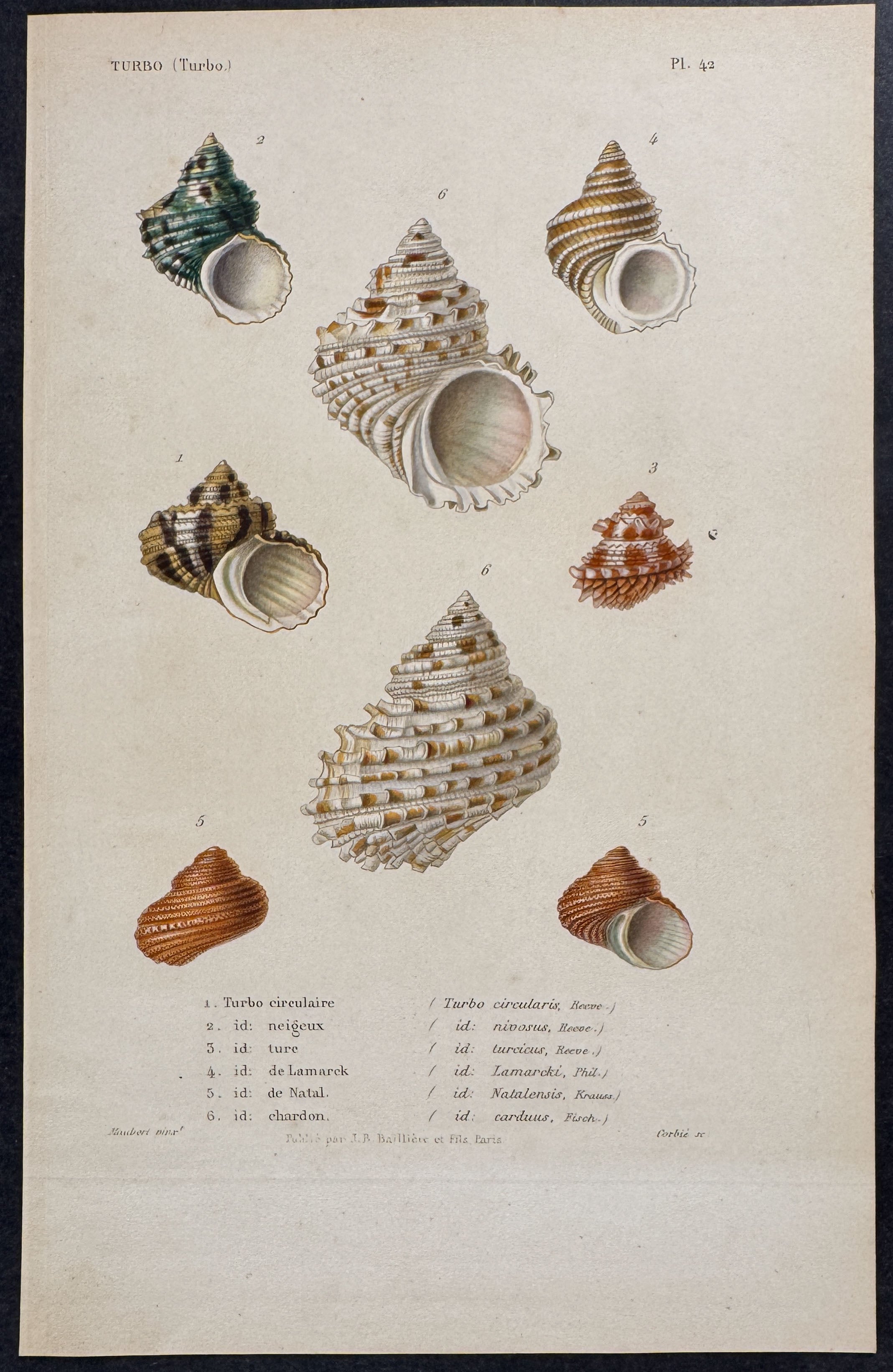 Shells