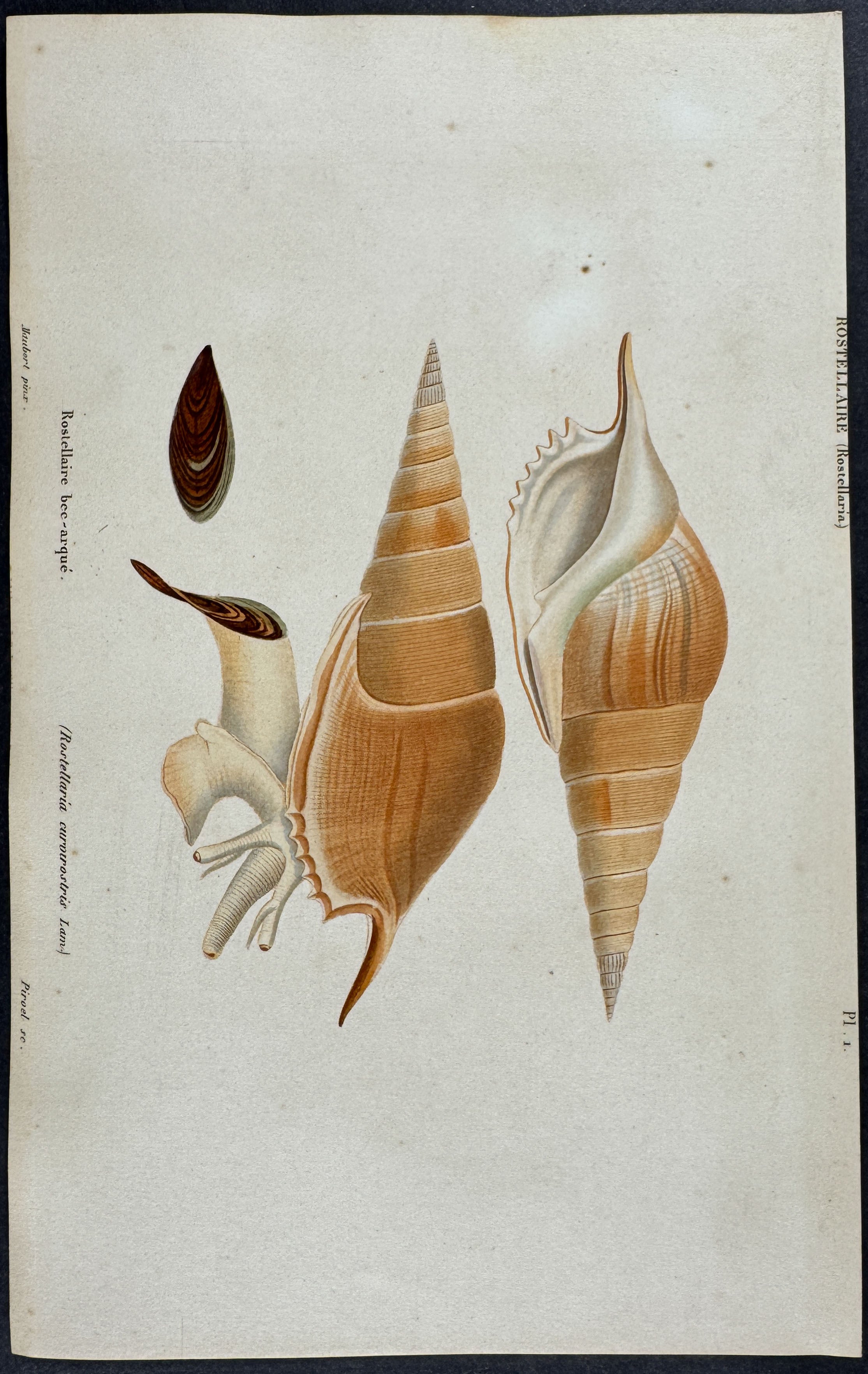 Shells