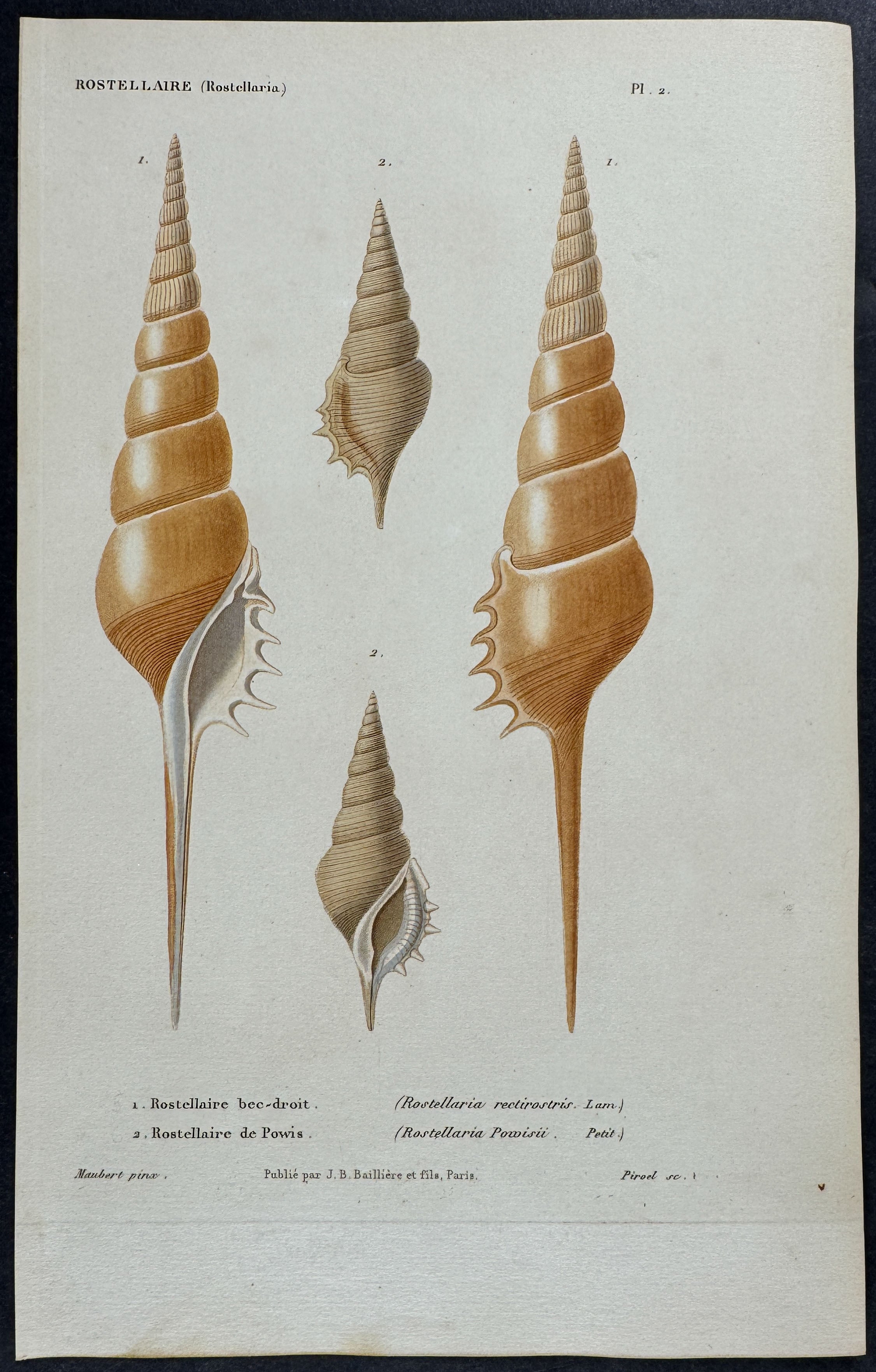 Shells
