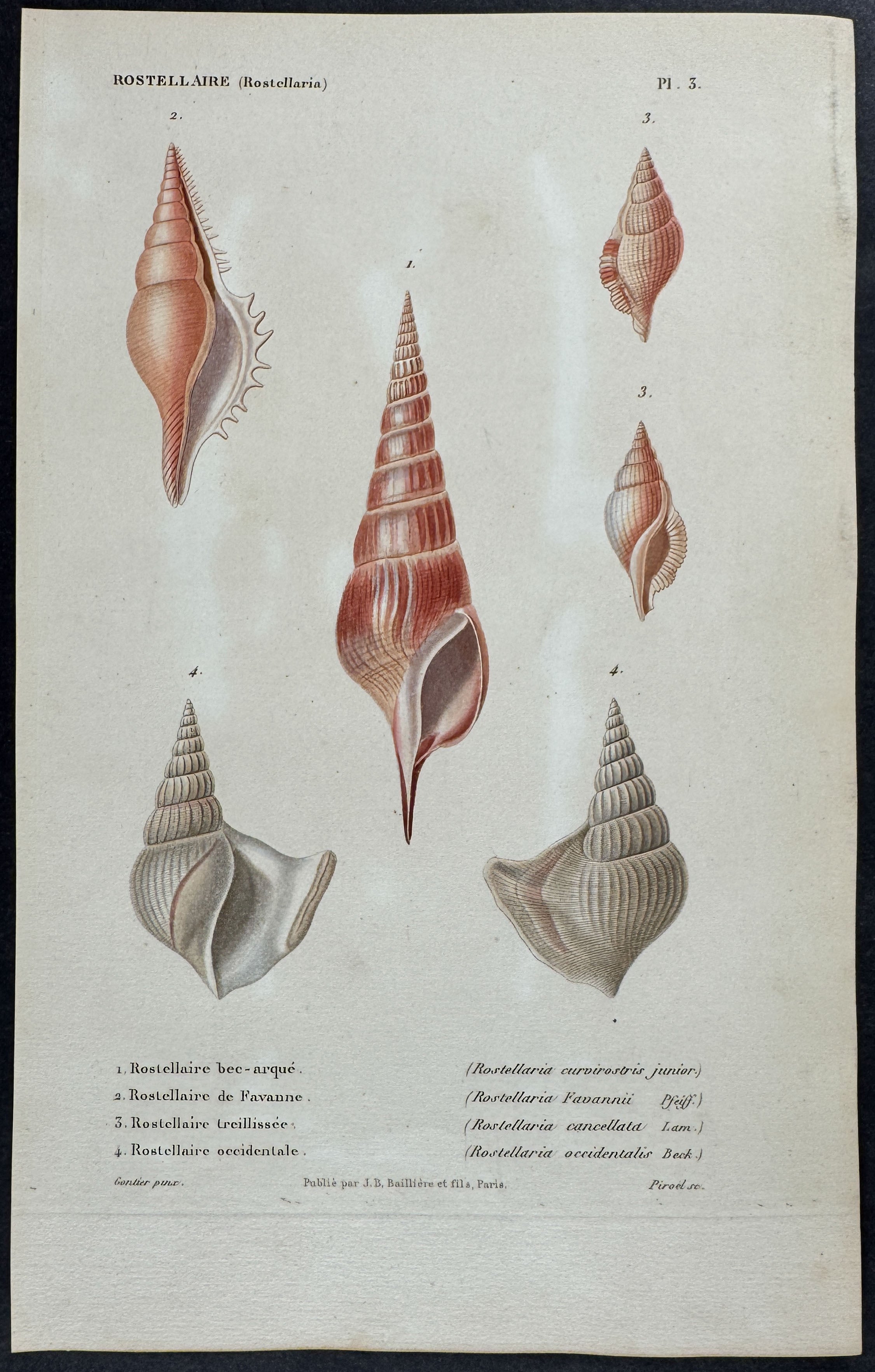 Shells