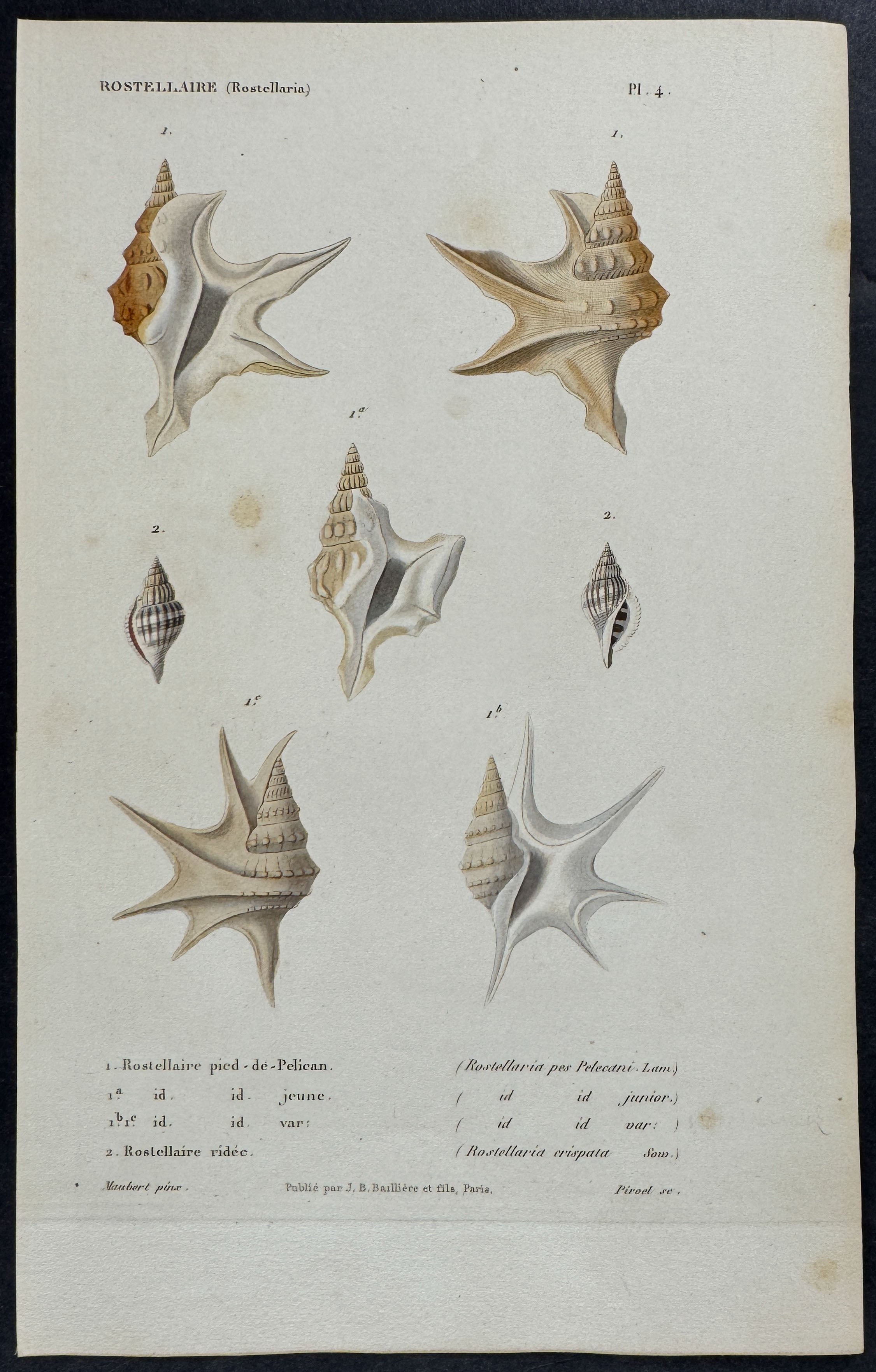 Shells